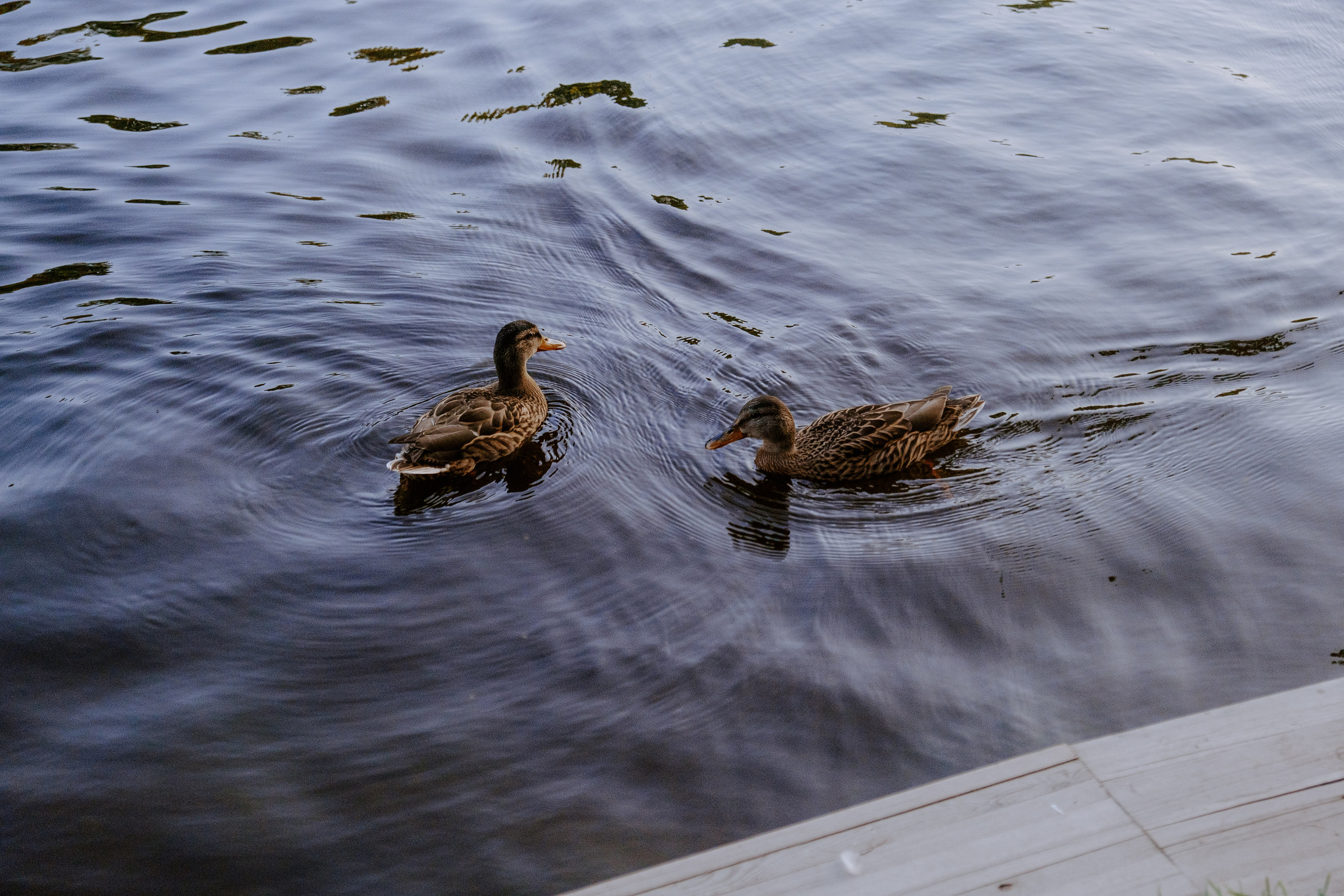 Яна & Ваня. Фотограф Мария Хлебникова Санкт-Петербург Москва