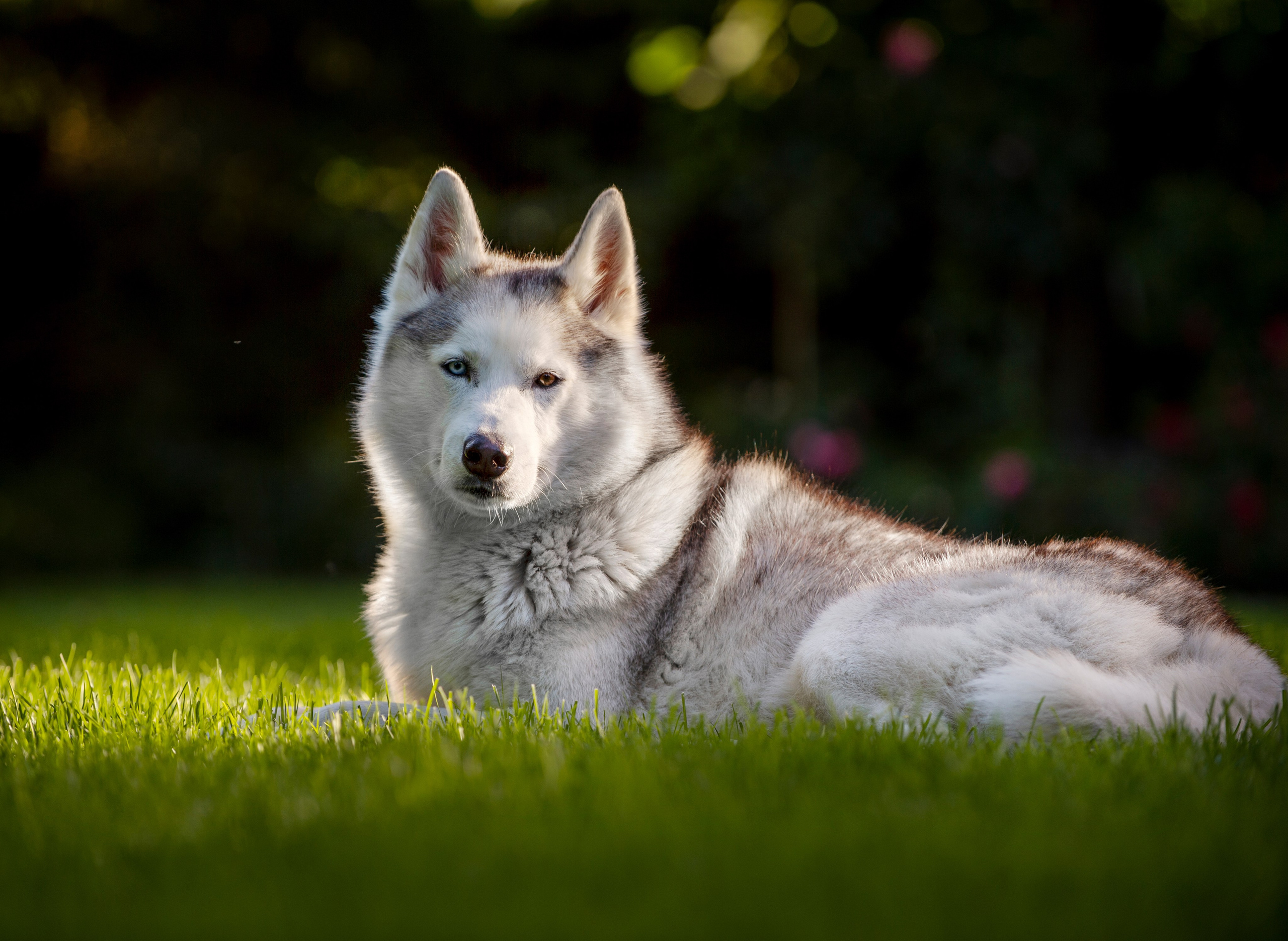 Собаки. Портретная и свадебная фотосъемка. Москва и область