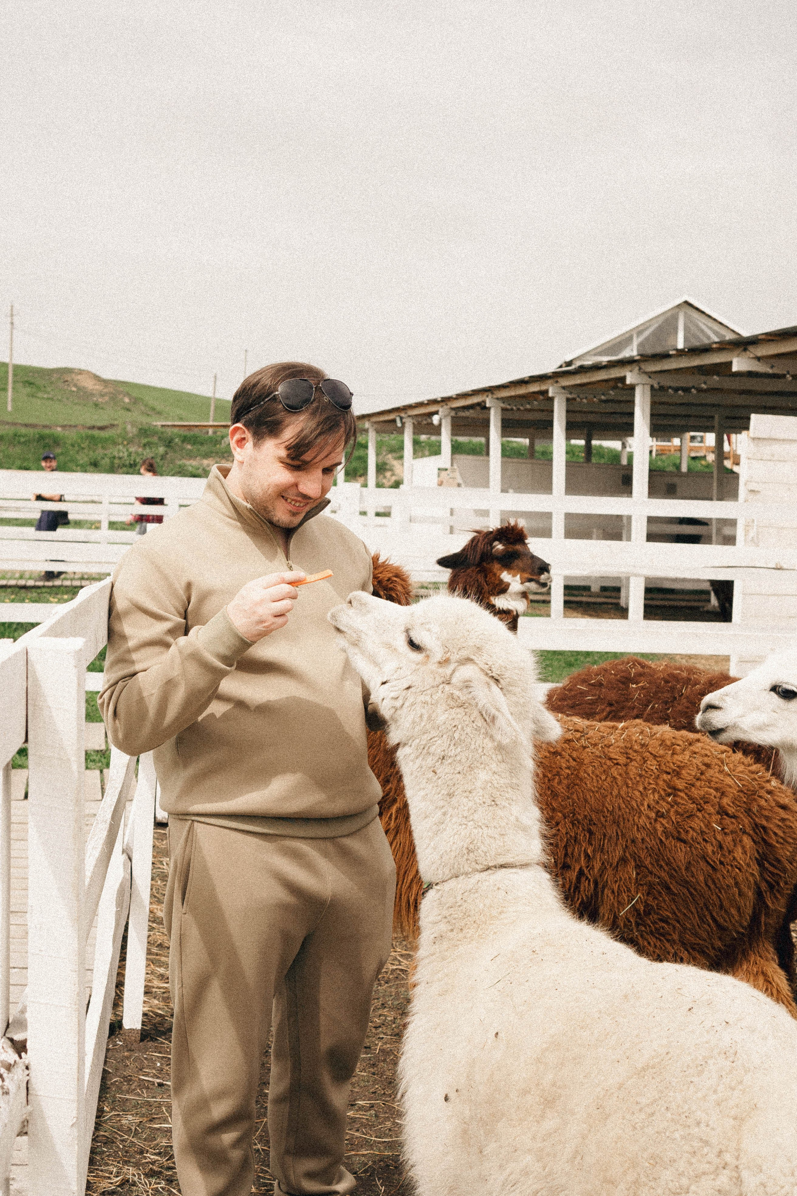 Ферма Альпак. Профессиональный фотограф, Санкт-Петербург — Виктория Богомолова
