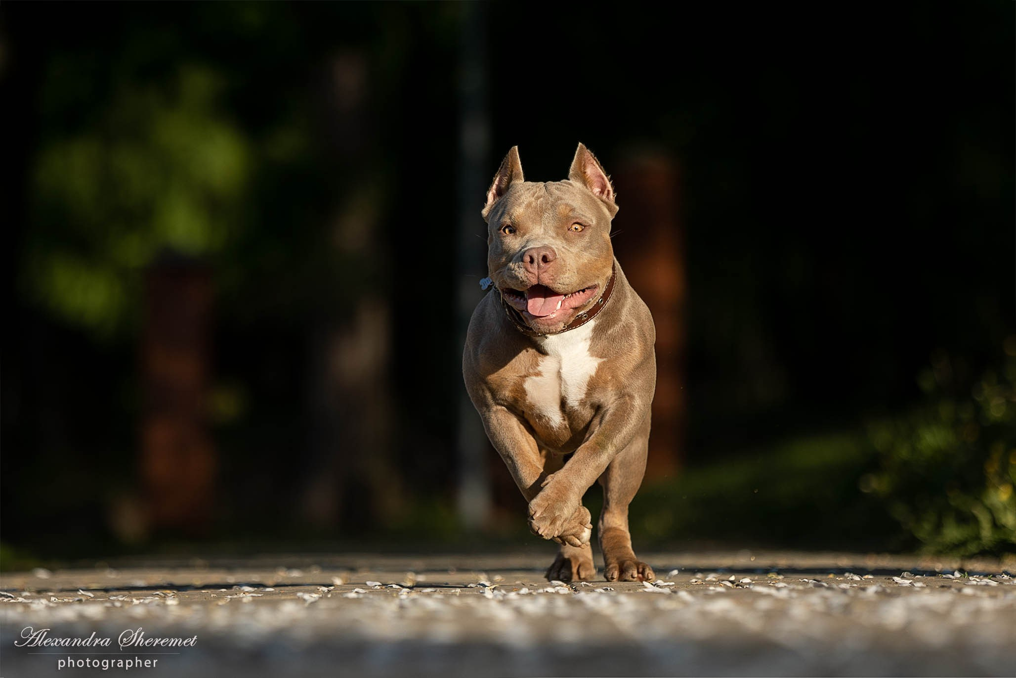Булли. Фотограф-анималист Александра Шеремет