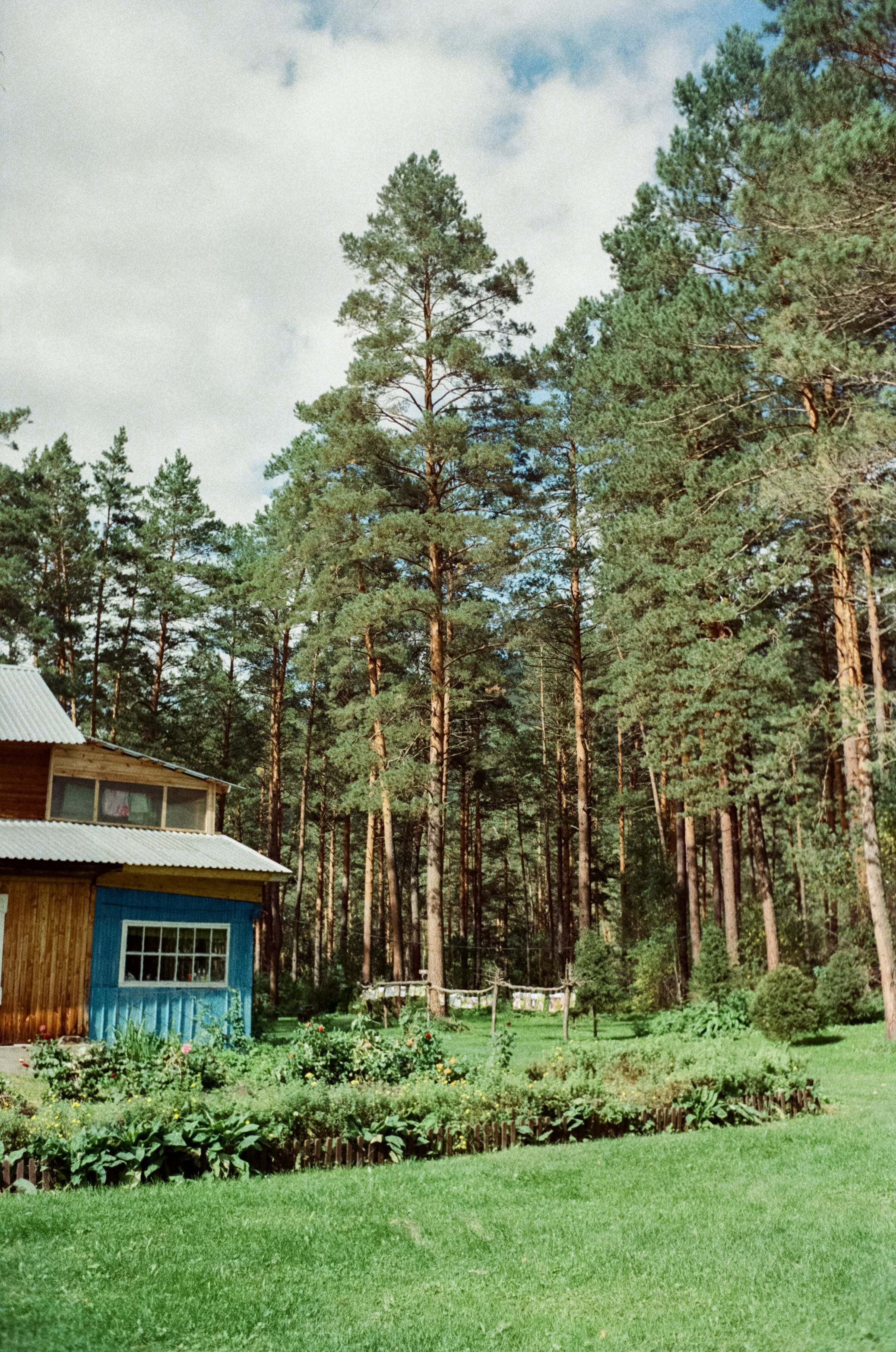 Горно-алтайский ботанический сад, база Кедровый остров / 27 августа 2024 года
