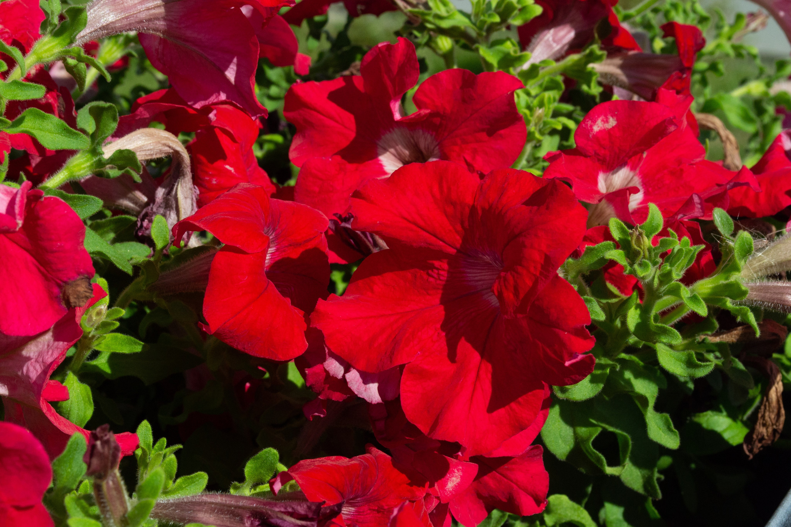 Тульская областная онкологическая больница (лето-цветы, NIKON D3100 35 мм F1,8)). Фотограф в Туле Крупский АнДРей. Фотостудия «КАДР71» в Туле