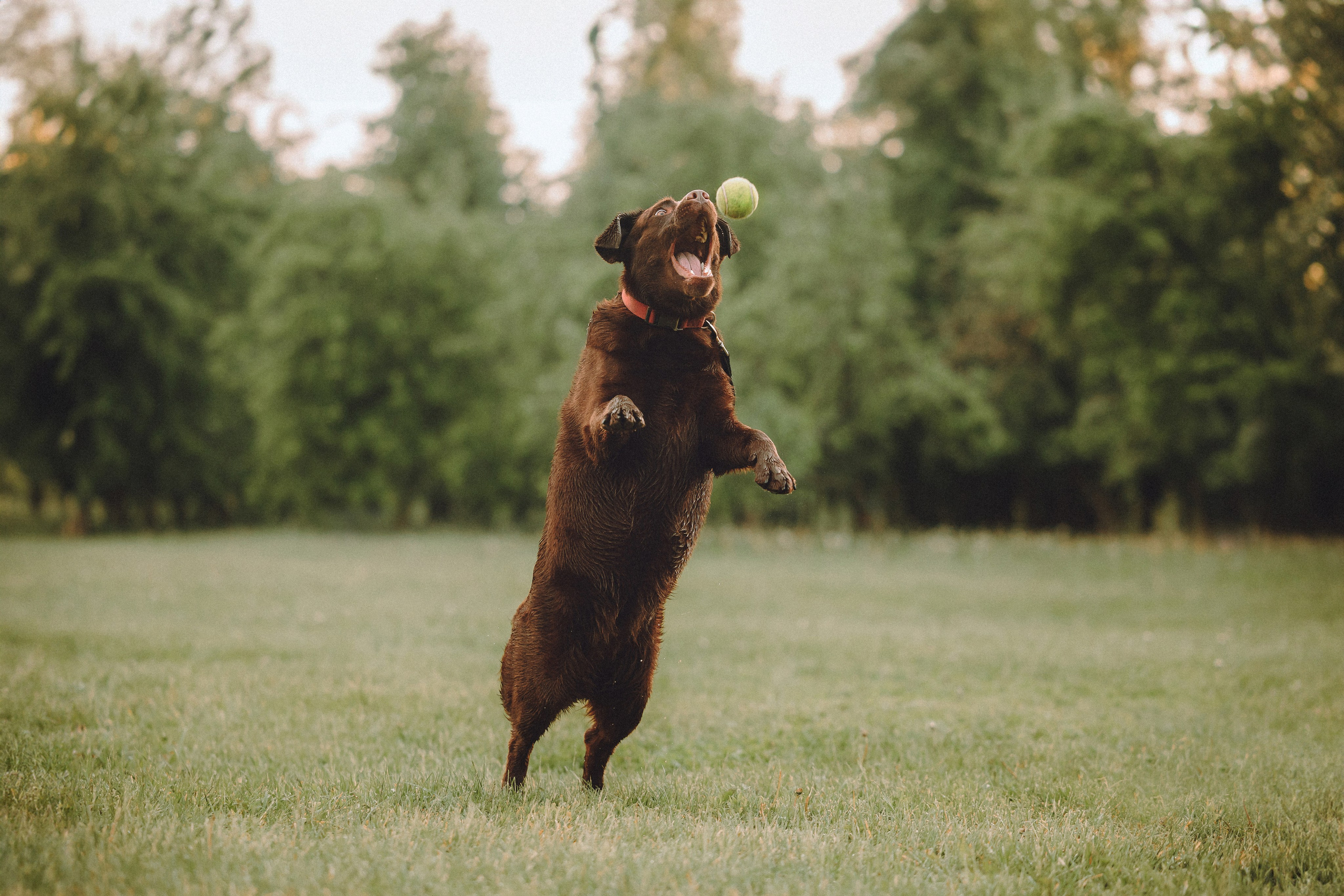 Катя, Ваня и Джеси