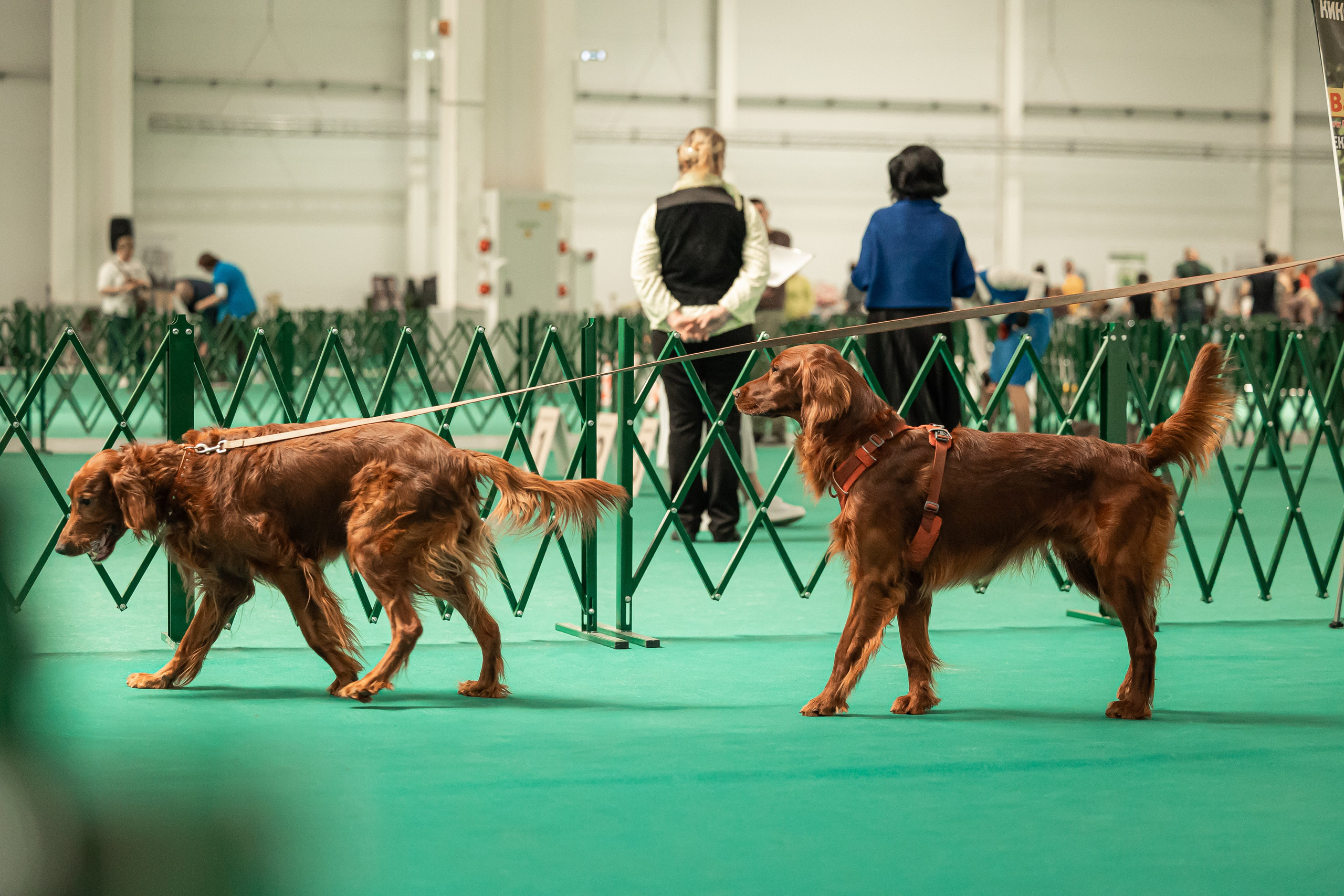 Выставка сеттеров 19.05.24