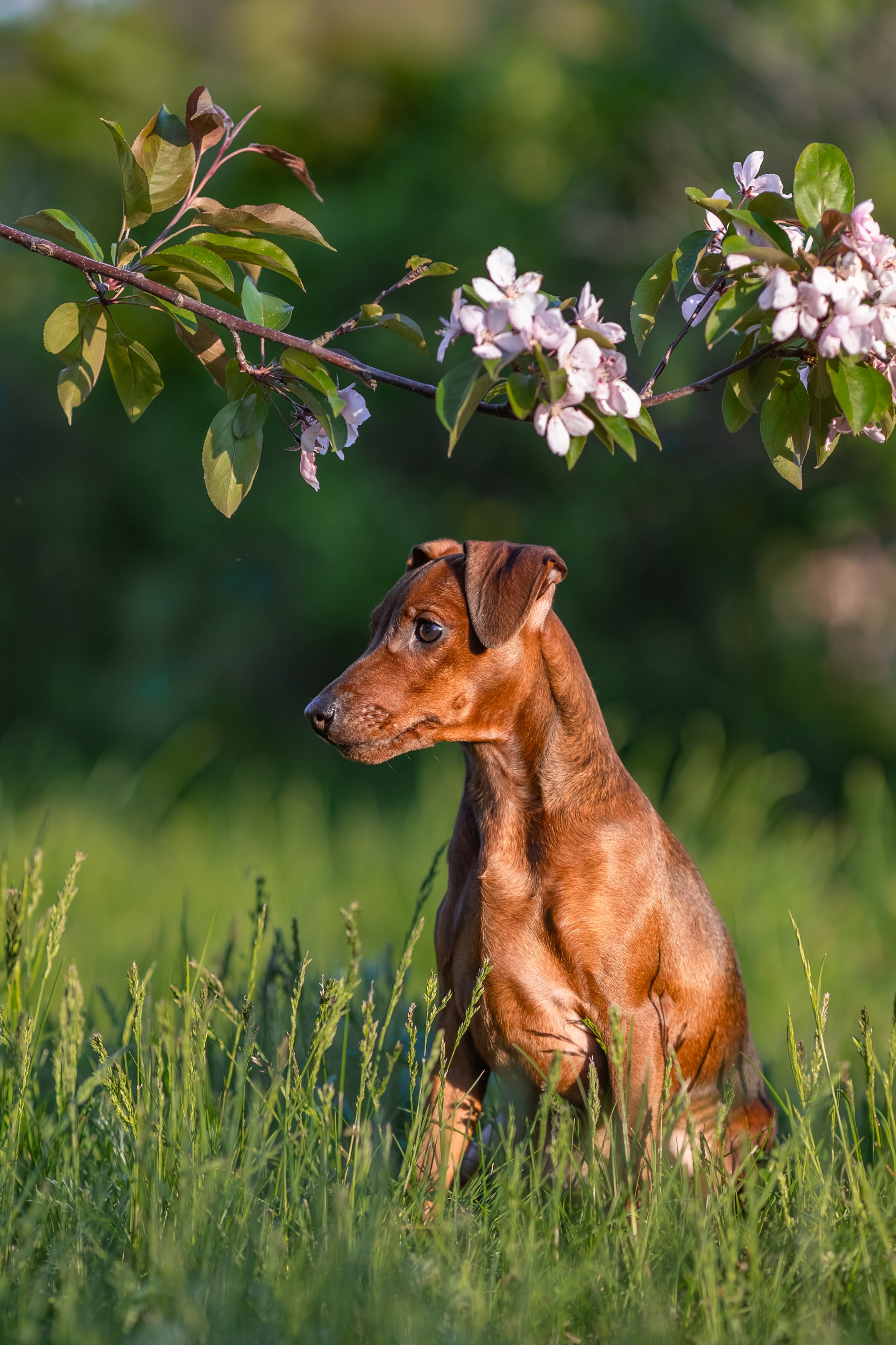 Пинчерята. Фотограф анималист Аня Ливанова | Рыбинск