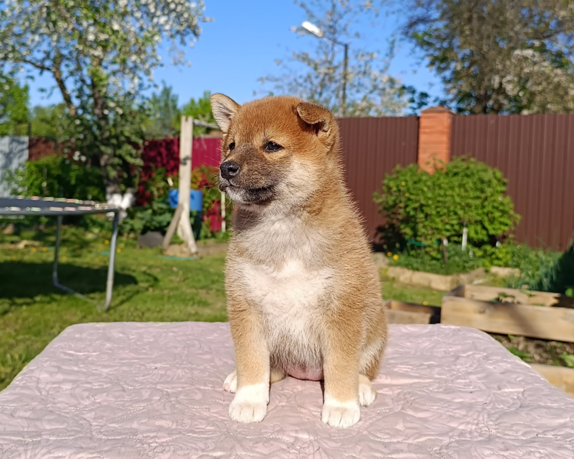 Сиба Rubylight Fumiko питомник Рубилайт