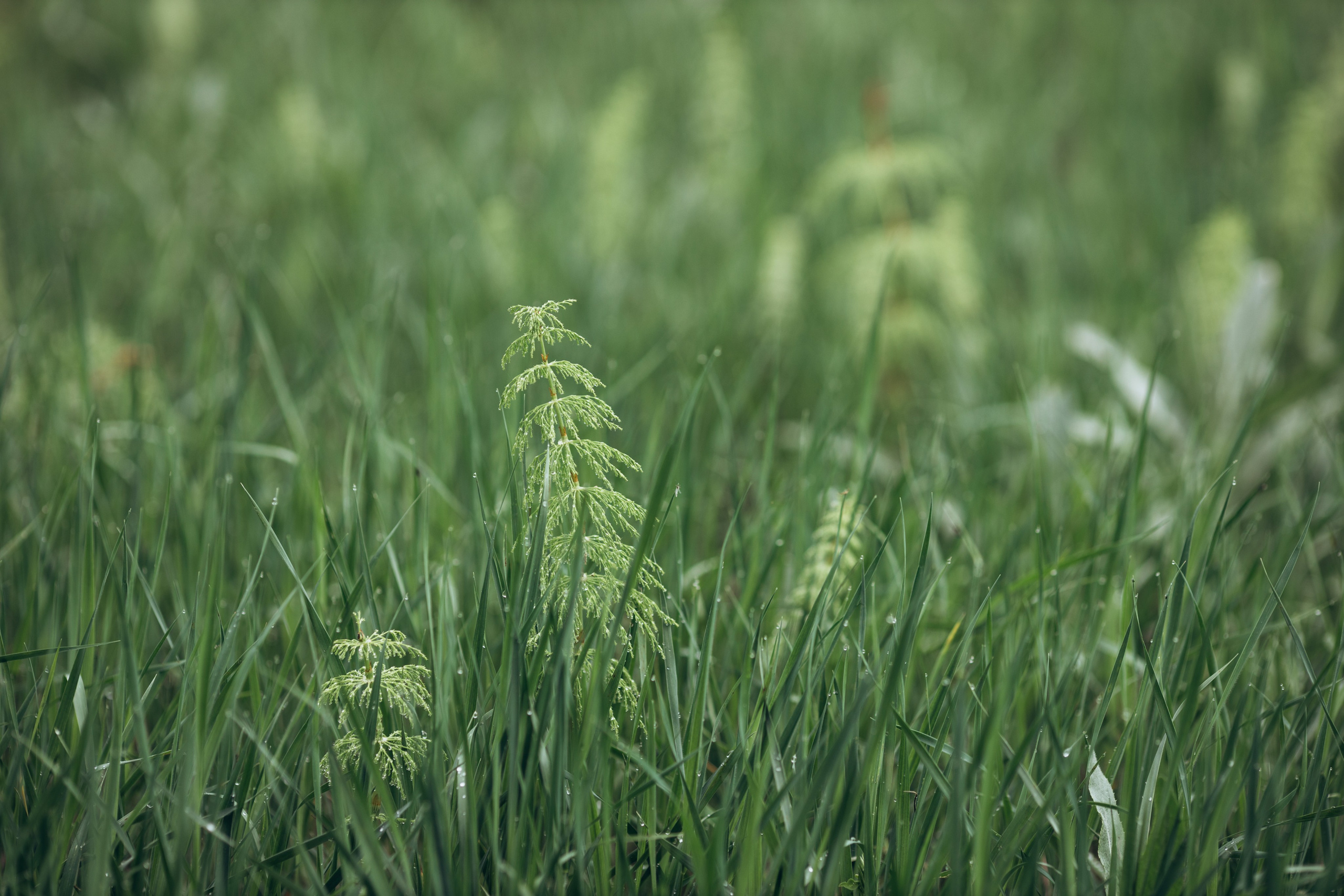 Природные пейзажи. Наталия Клевинскас портретный фотограф в Костроме