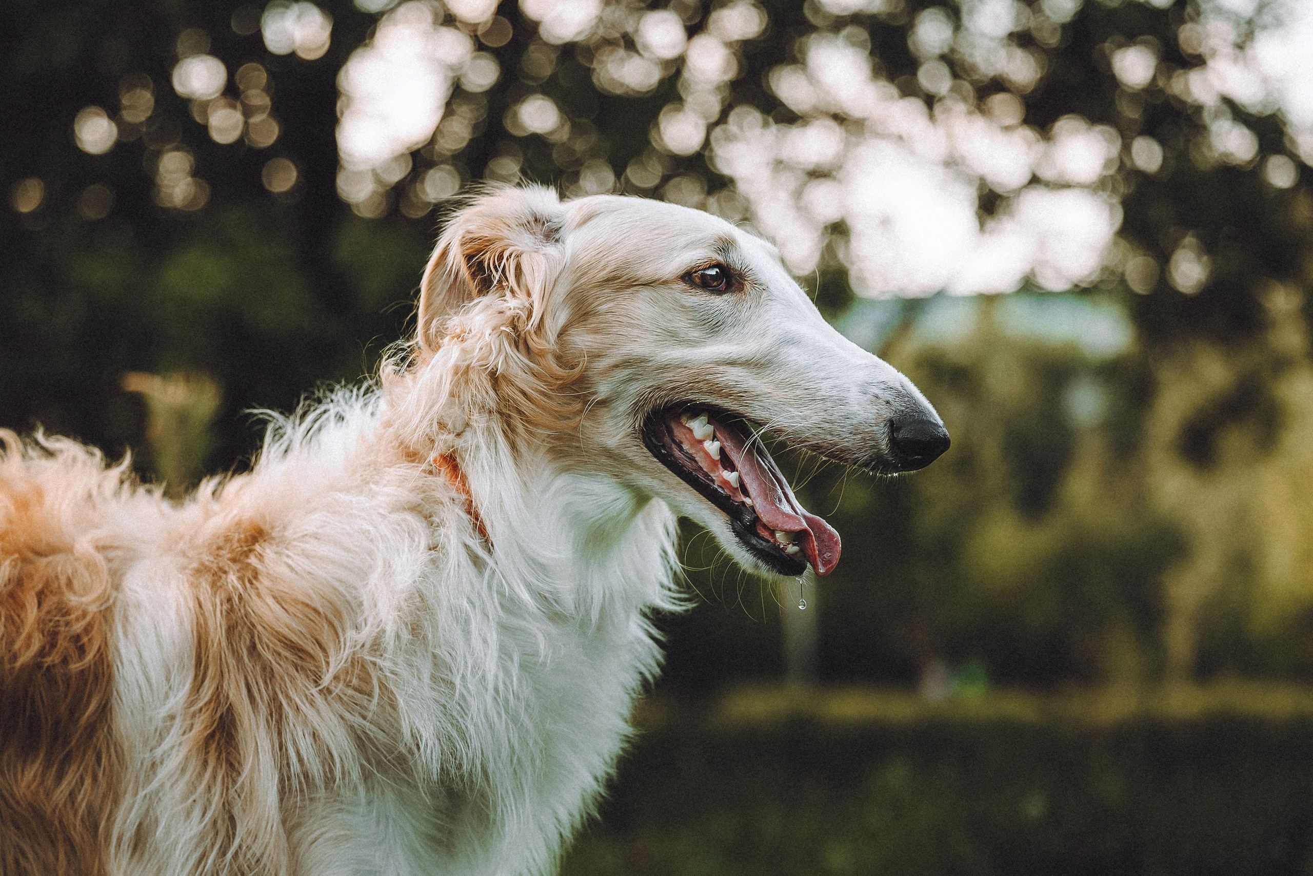 Илай, Зайка и их семья