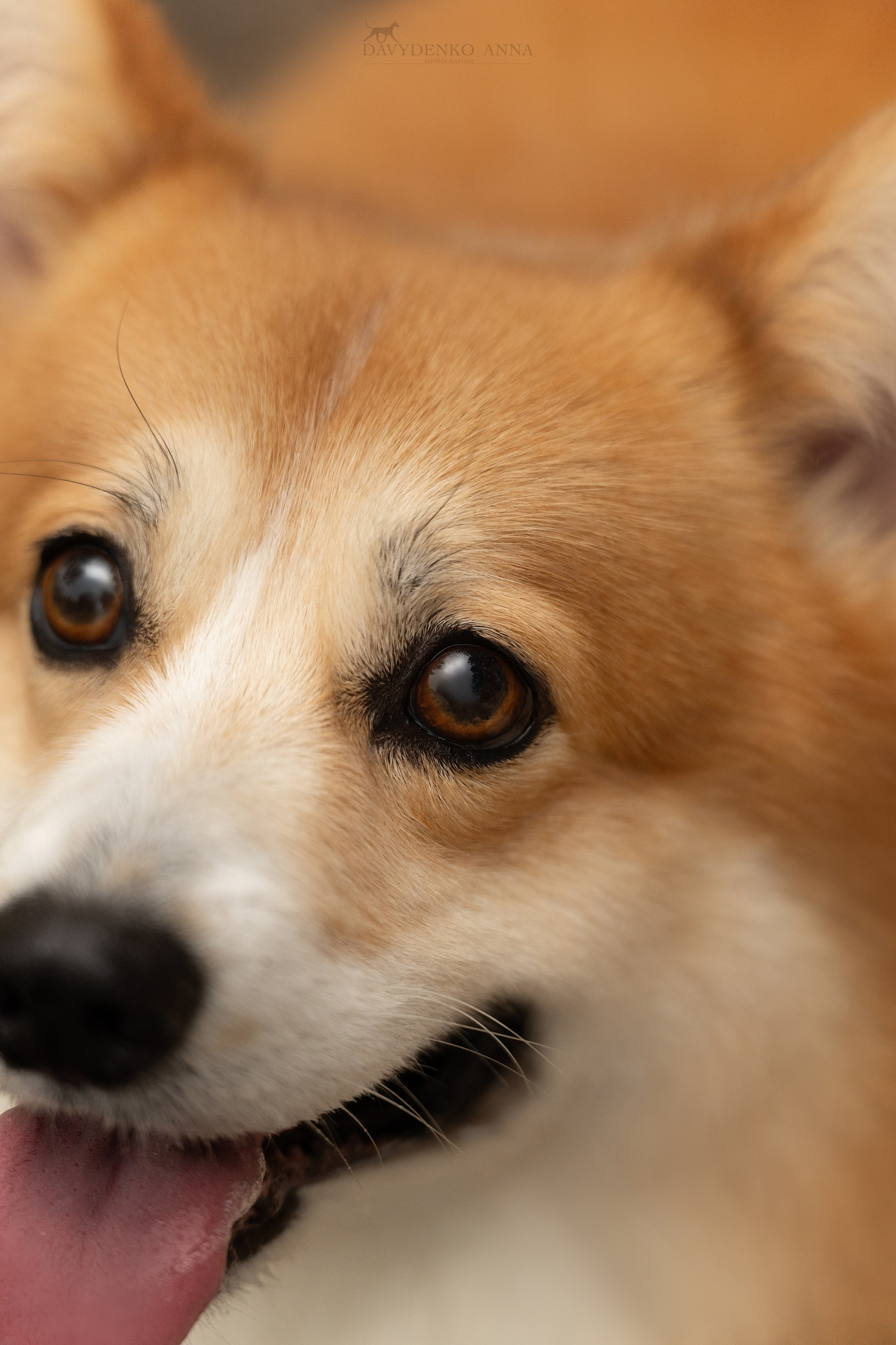 фотосессия собак краснодар выставка собак фотограф анималист сочи 