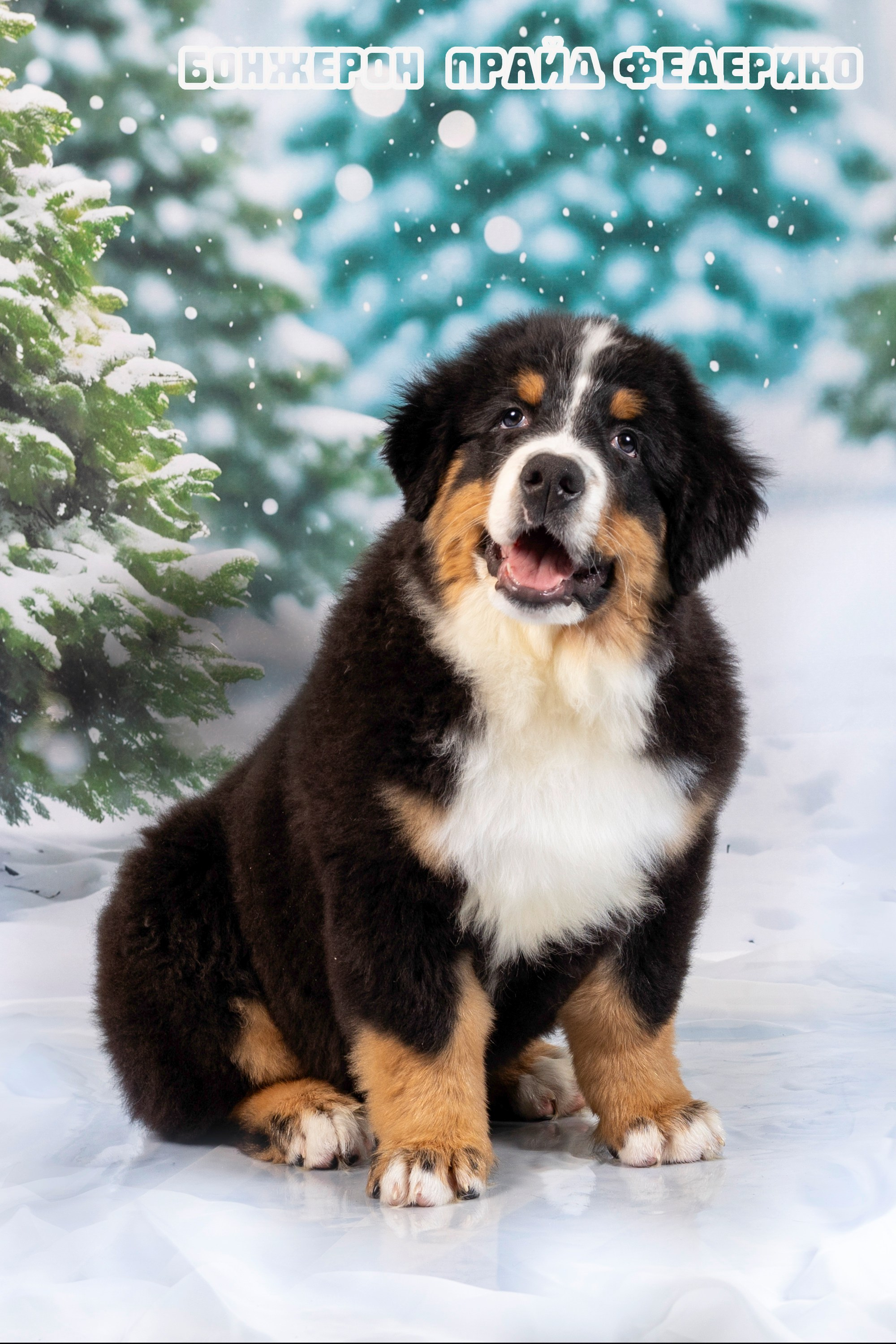 Бонжерон прайд. Фотограф 📸 семейный, предметный, репортажный