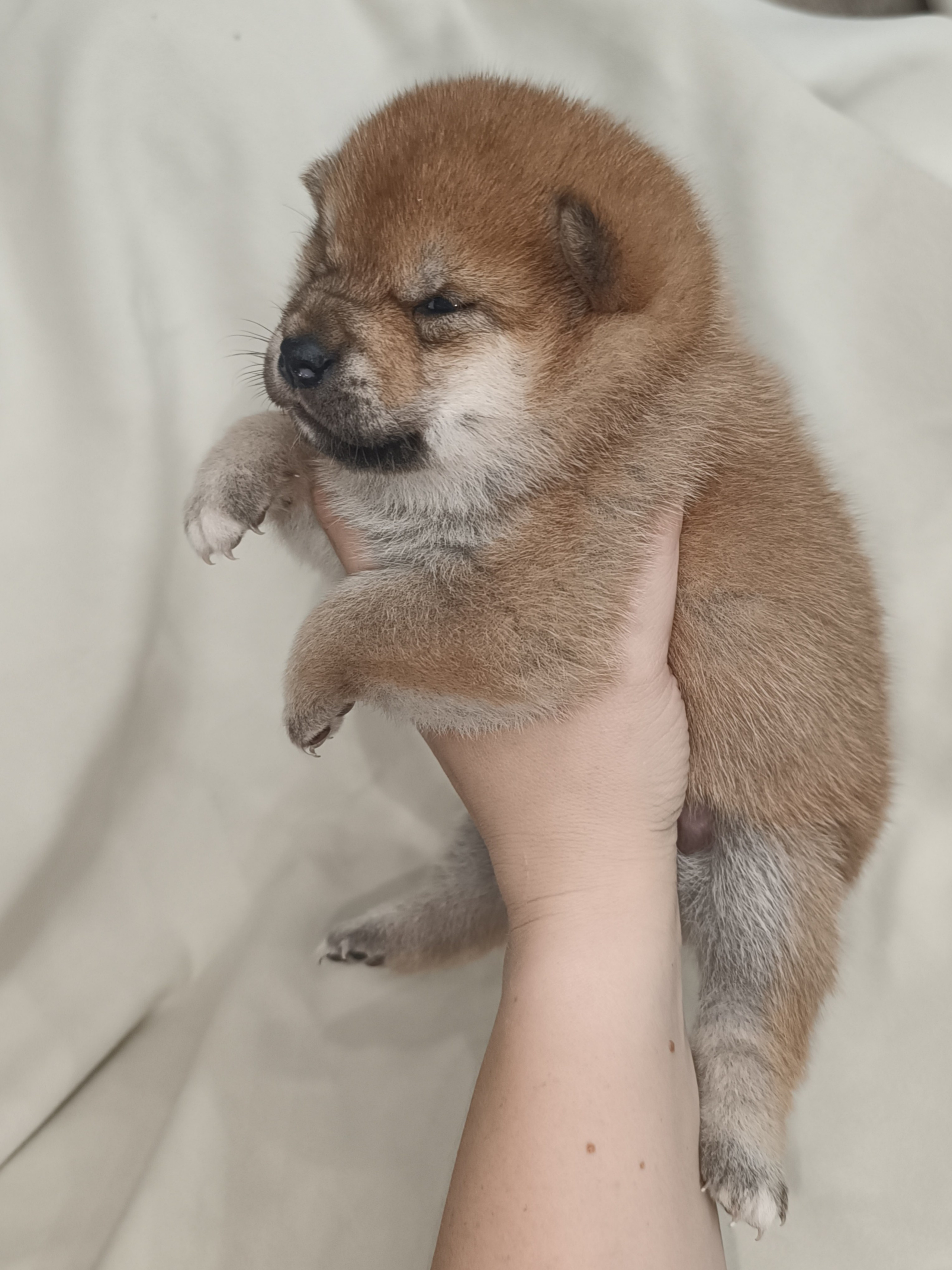 сиба питомник Рубилайт щенки на продажу rubylight  сиба щенки купить СПб Санкт-Петербург 