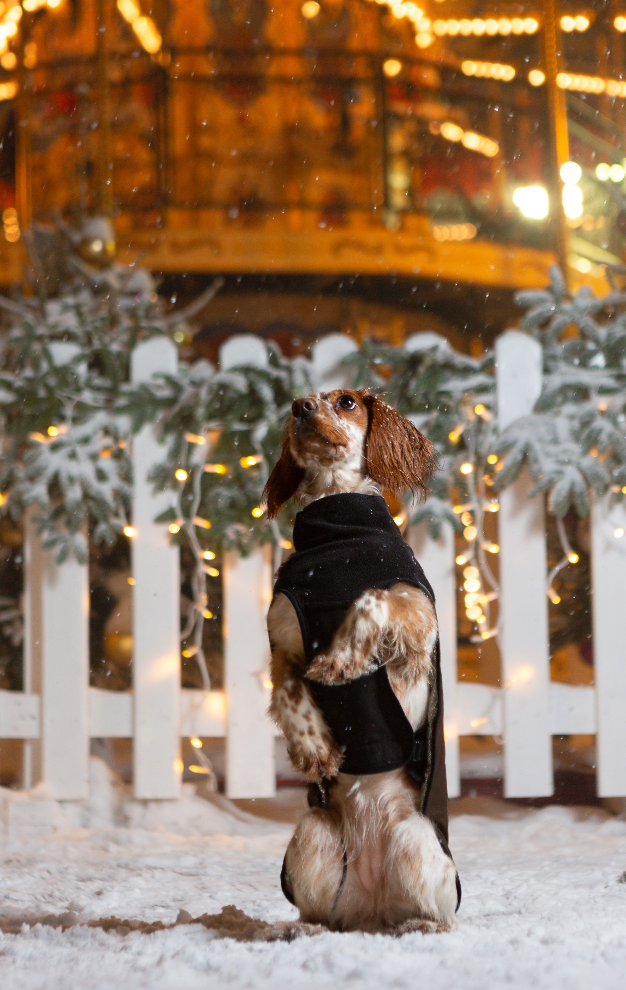 Йоль и Паля. Фотограф-анималист в Москве, МО и Владимире