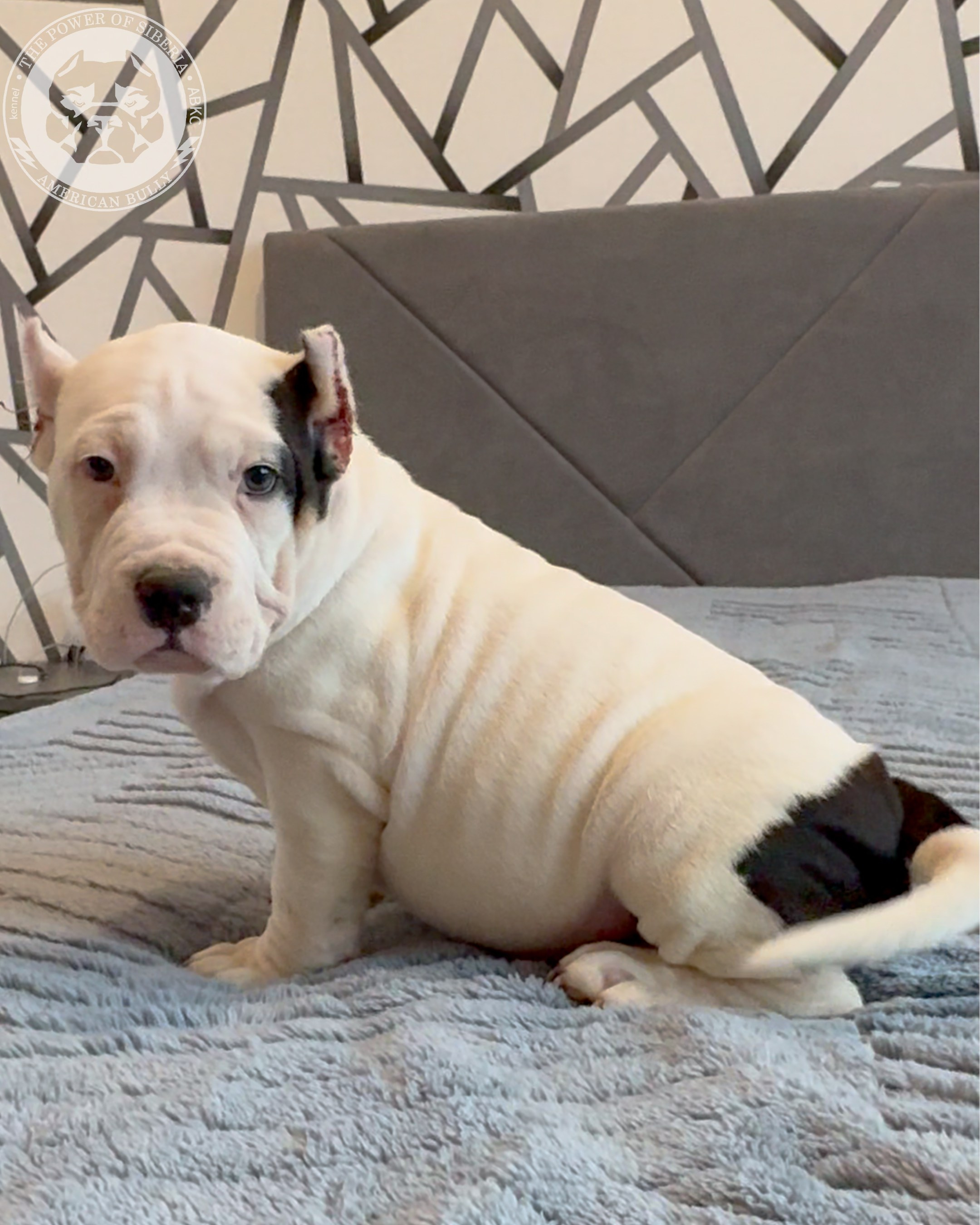 20.01.26-Рокси-Арчи. Американский Булли в г. Ростов-на-Дону. Питомник THE POWER OF SIBERIA