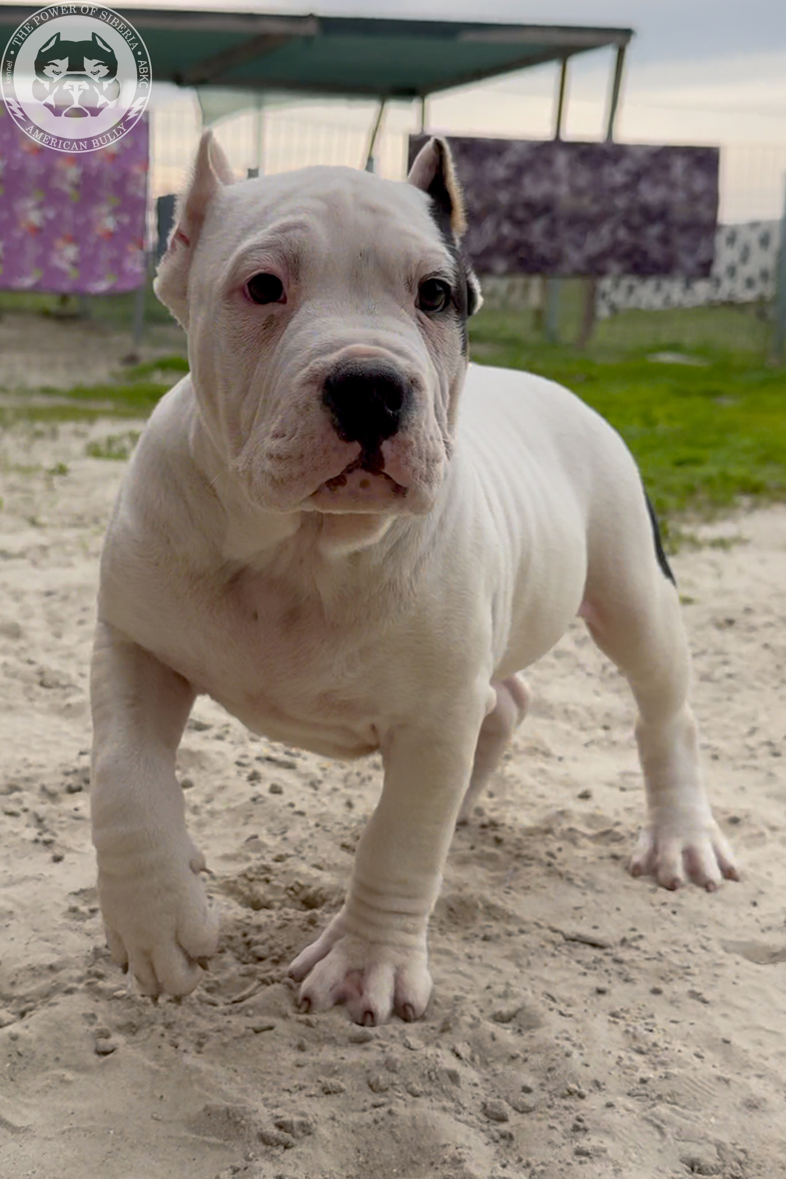 20.01.26-Рокси-Арчи. Американский Булли в г. Ростов-на-Дону. Питомник THE POWER OF SIBERIA