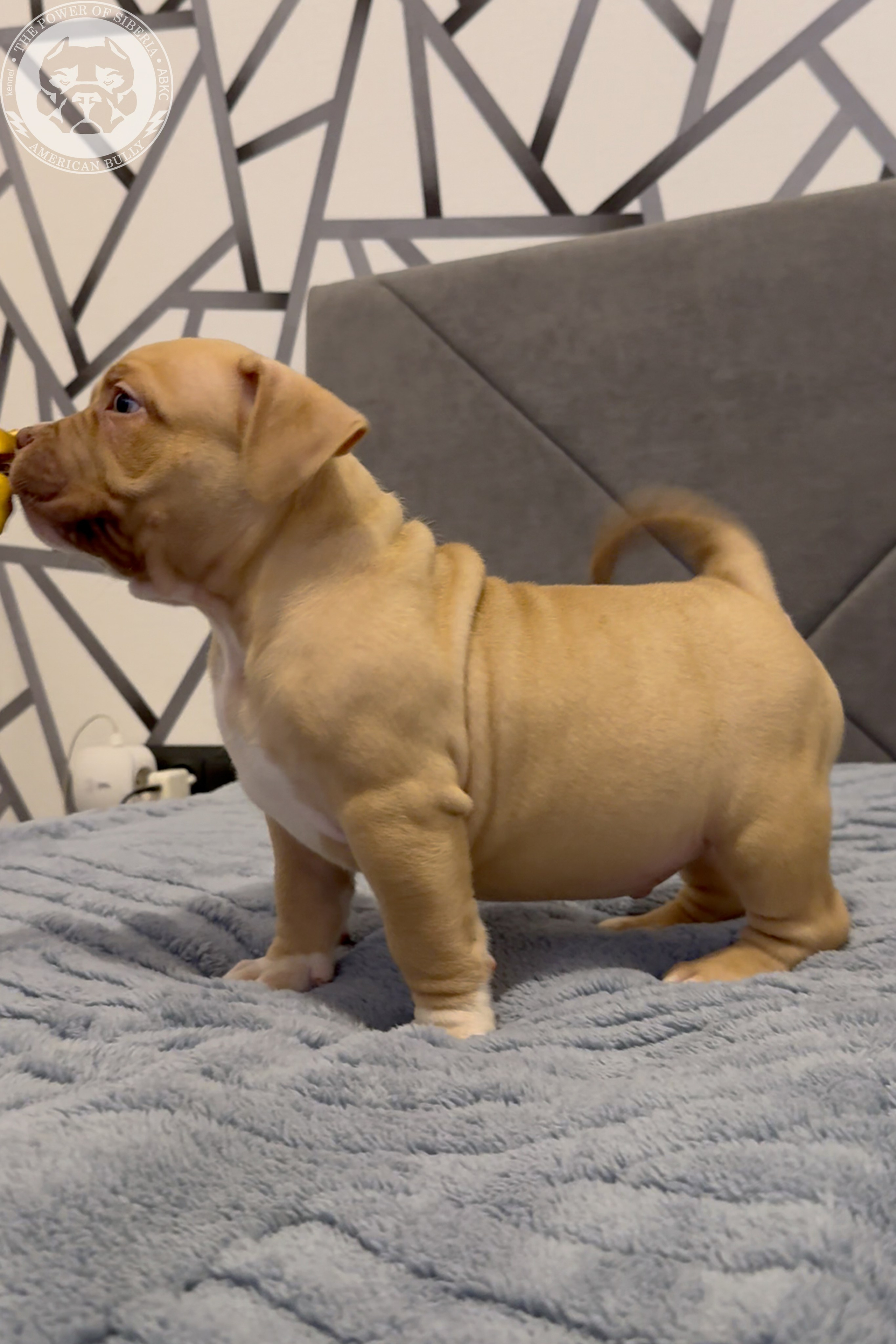 21.02.26-Мила-Турук. Американский Булли в г. Ростов-на-Дону. Питомник THE POWER OF SIBERIA