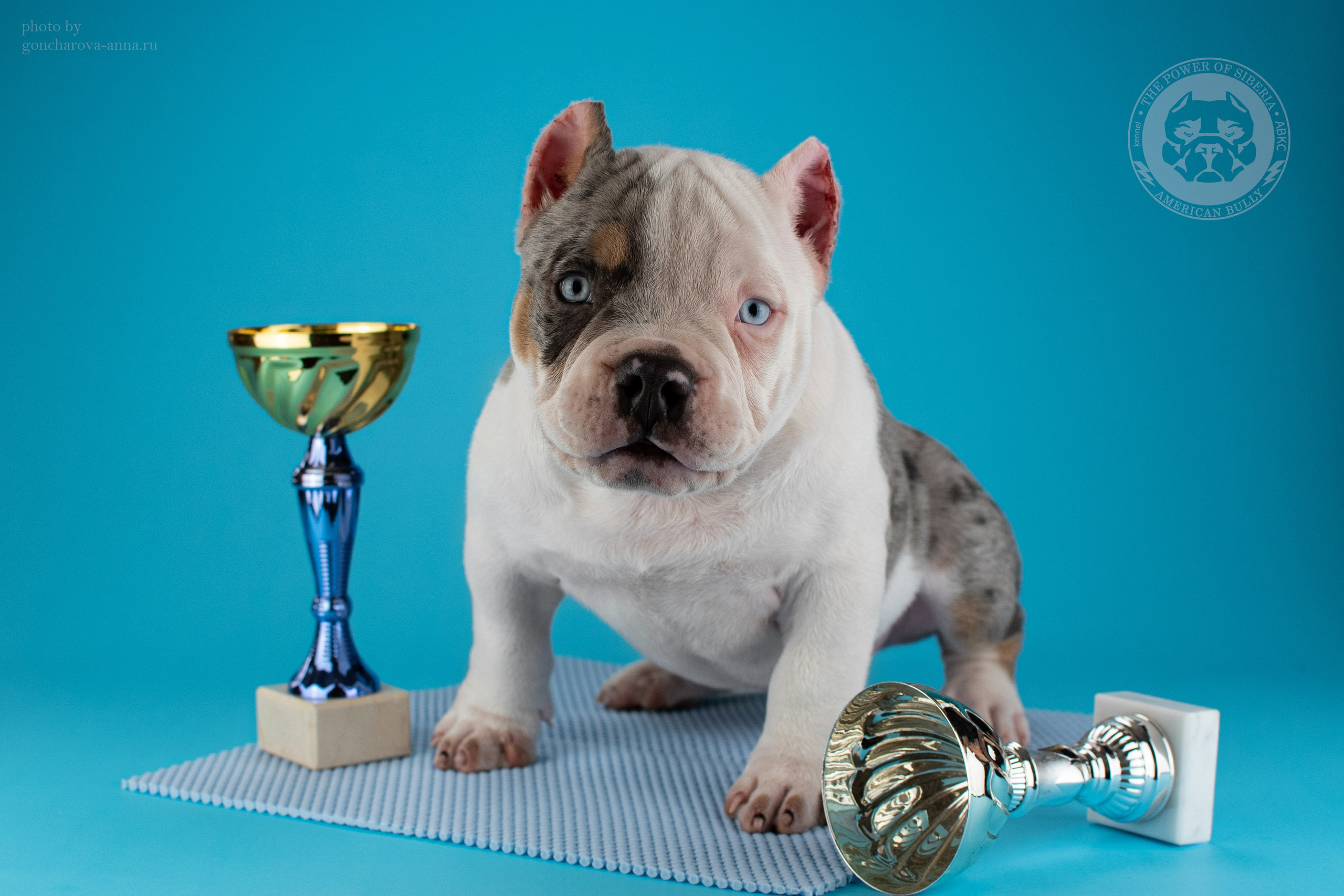 Кобель на вязку American Bully в Ростове-на-Дону