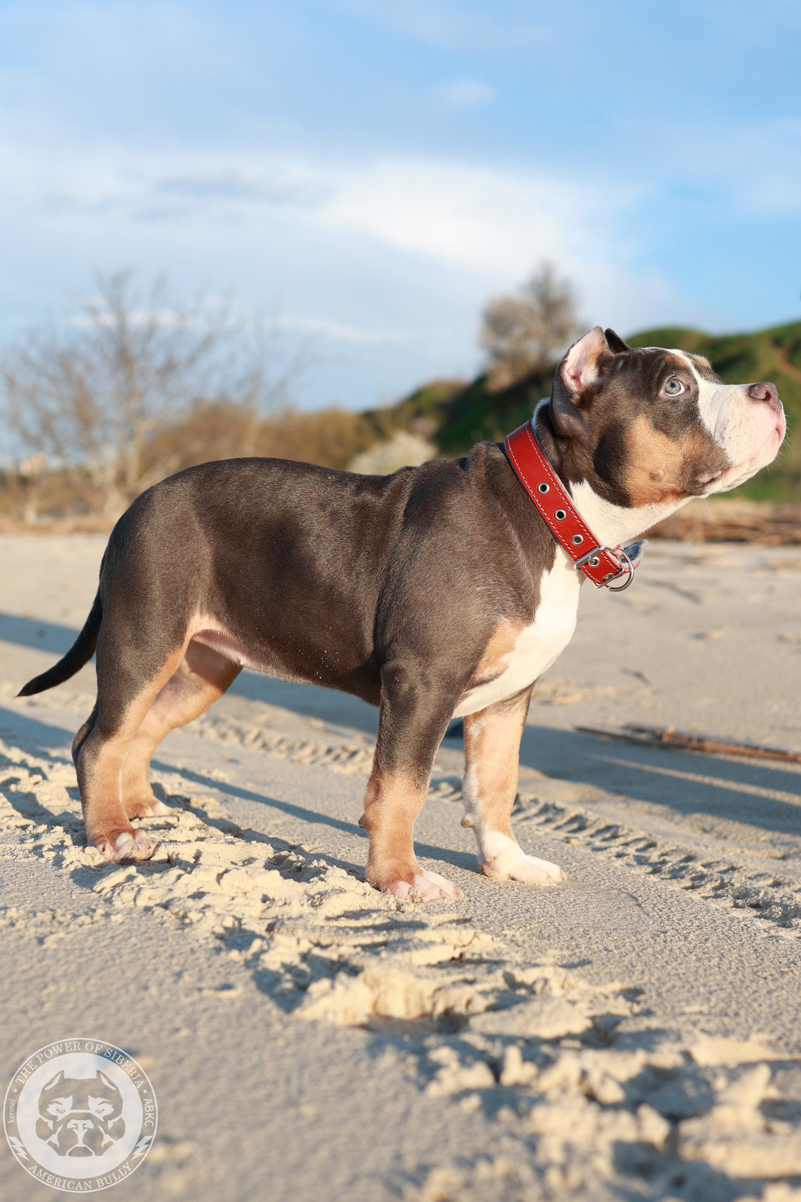 Свободные щенки Американский Булли, в типах покет, классик, стандарт. Американский Булли в г. Ростов-на-Дону. Питомник THE POWER OF SIBERIA