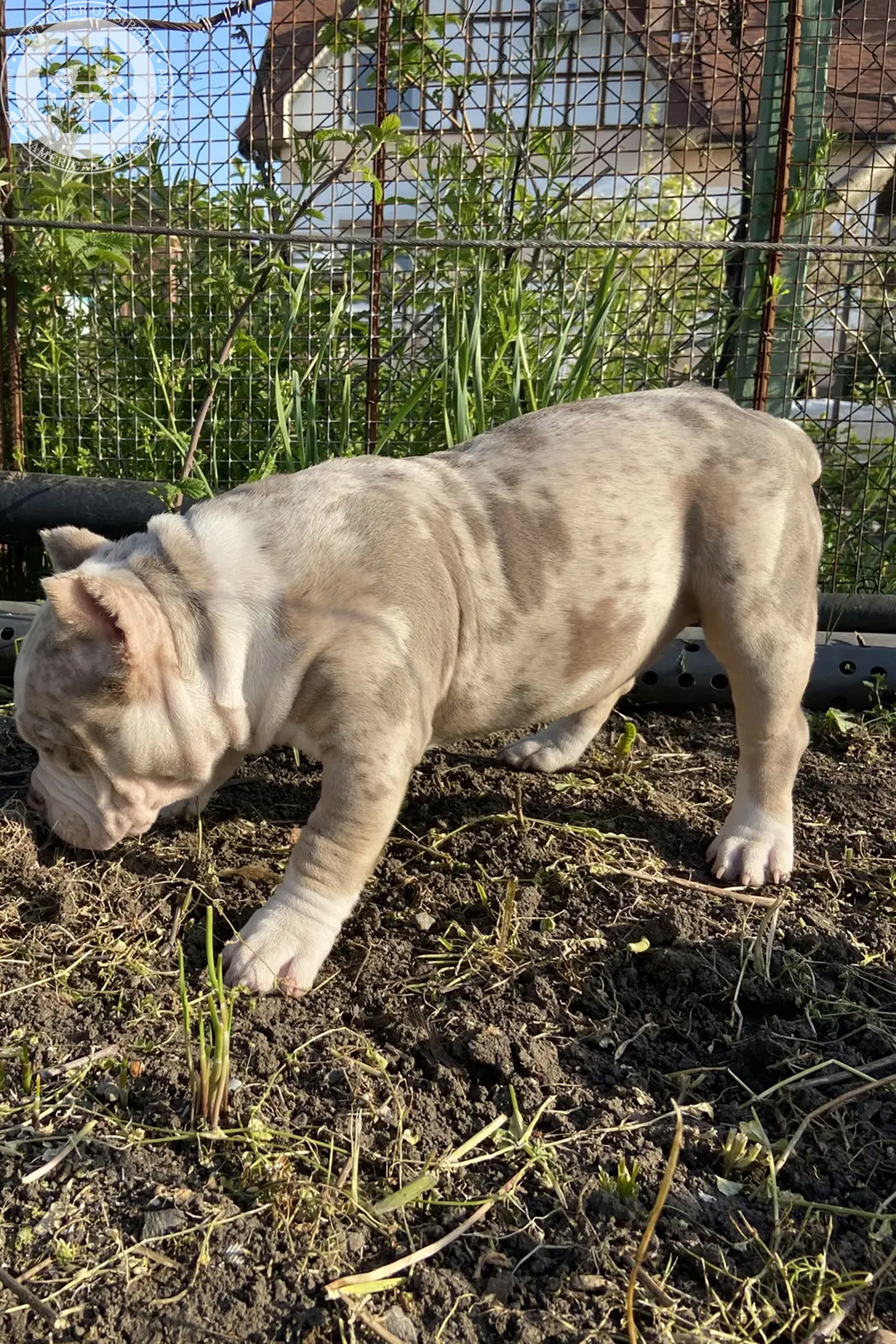 Свободные щенки Американский Булли, в типах покет, классик, стандарт. Американский Булли в г. Ростов-на-Дону. Питомник THE POWER OF SIBERIA