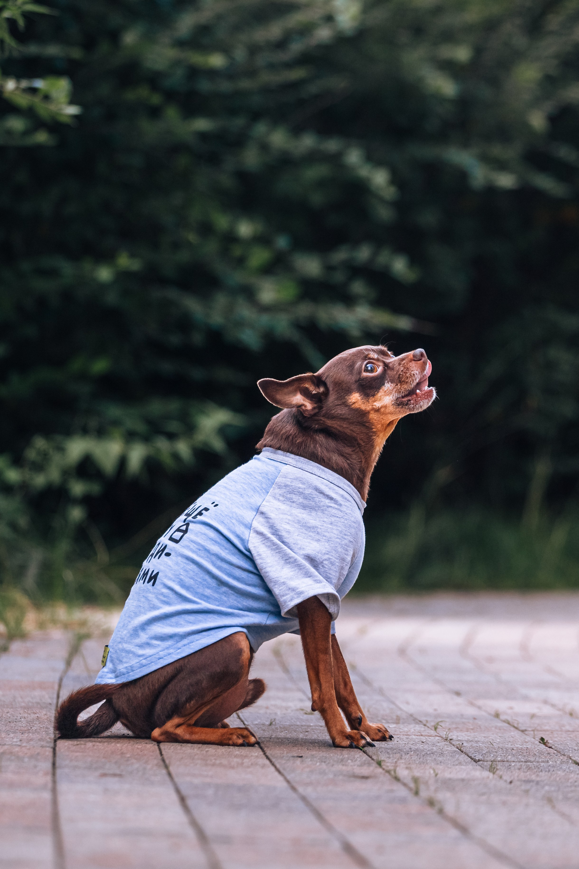 Восточный мост. Фотограф-анималист Татьяна Степанова