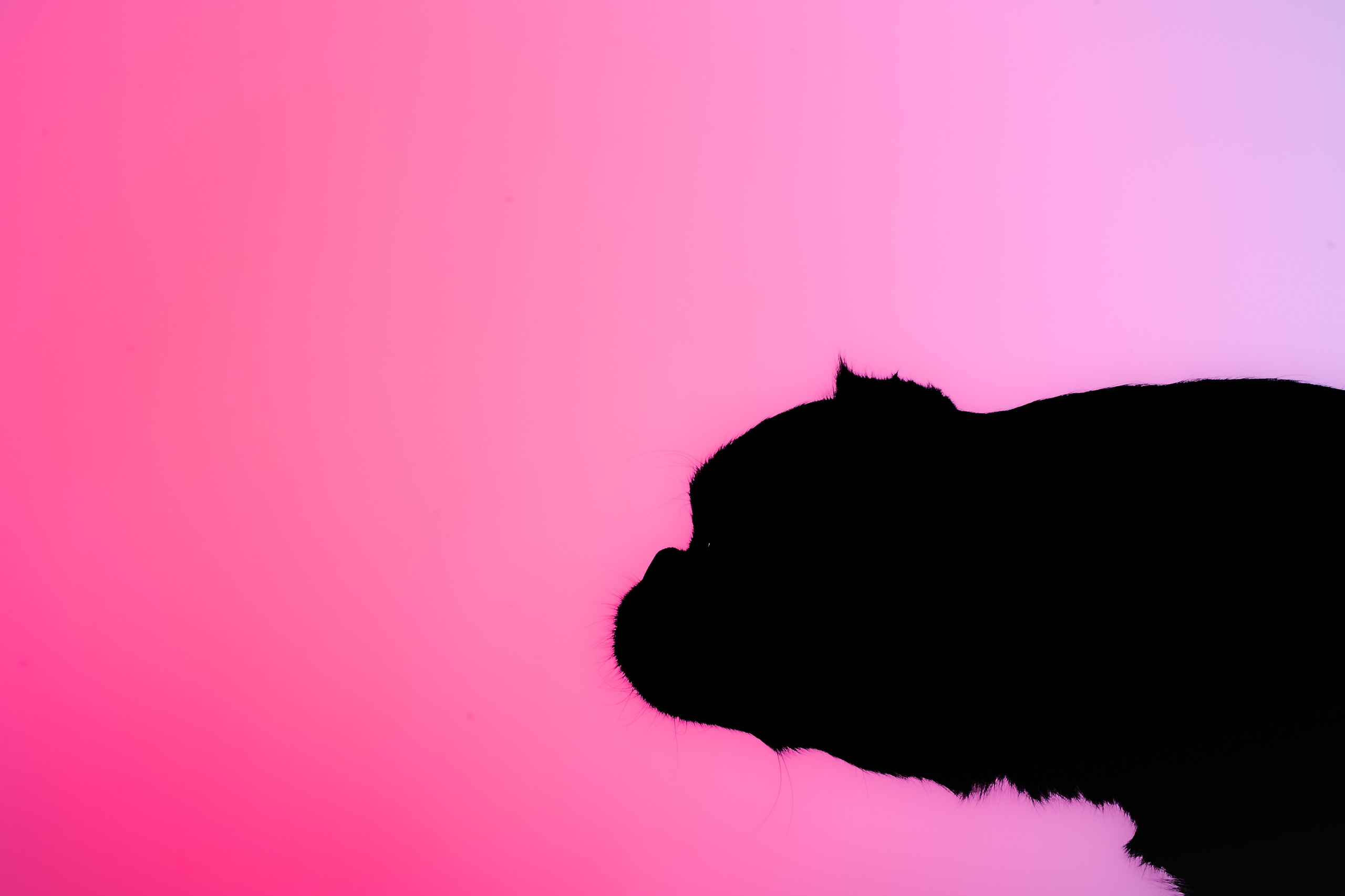 Студийная фотосессия с цветным светом. Фотограф-анималист Татьяна Степанова