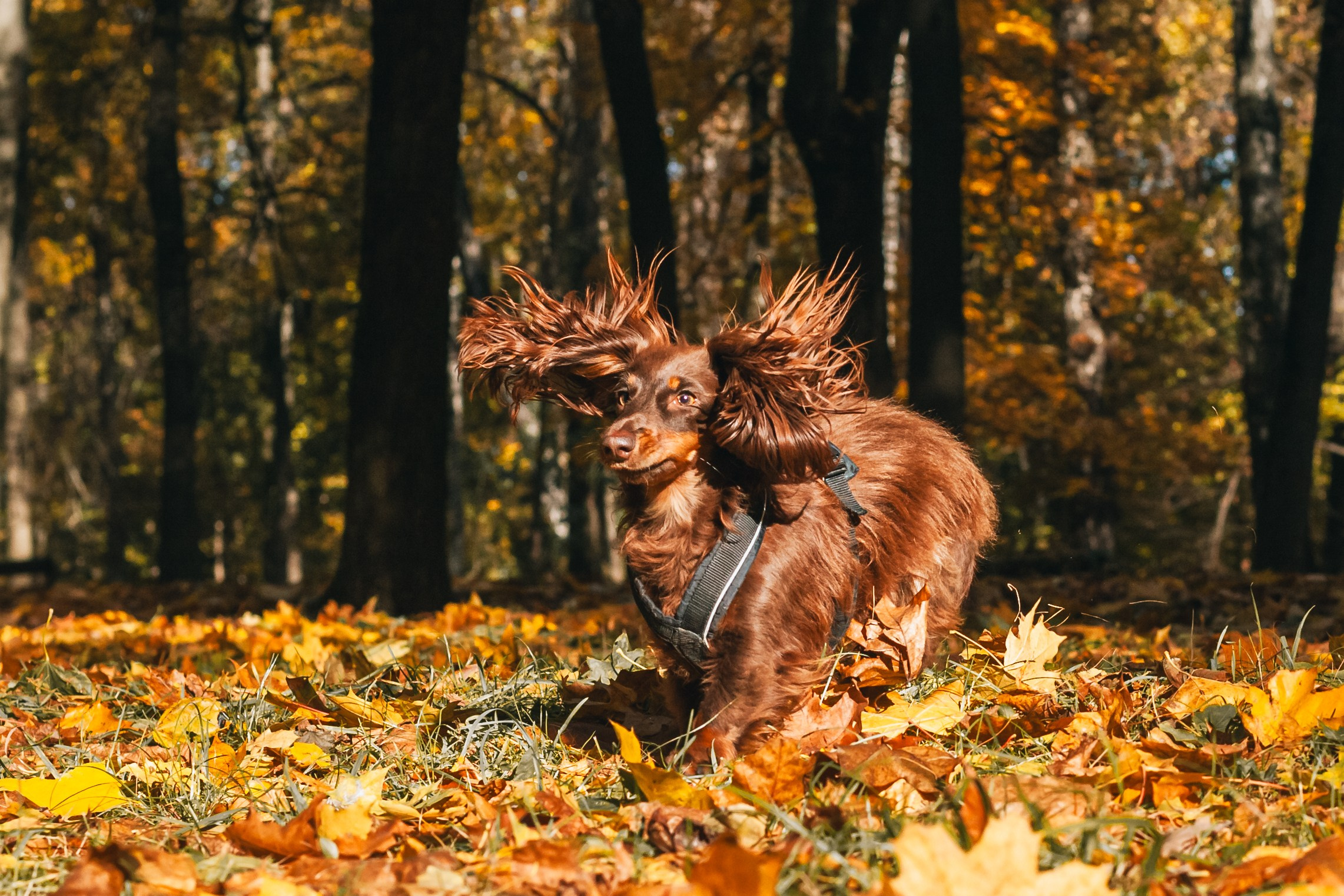 Света, Хайди, Богдана. Фотограф-анималист Татьяна Степанова