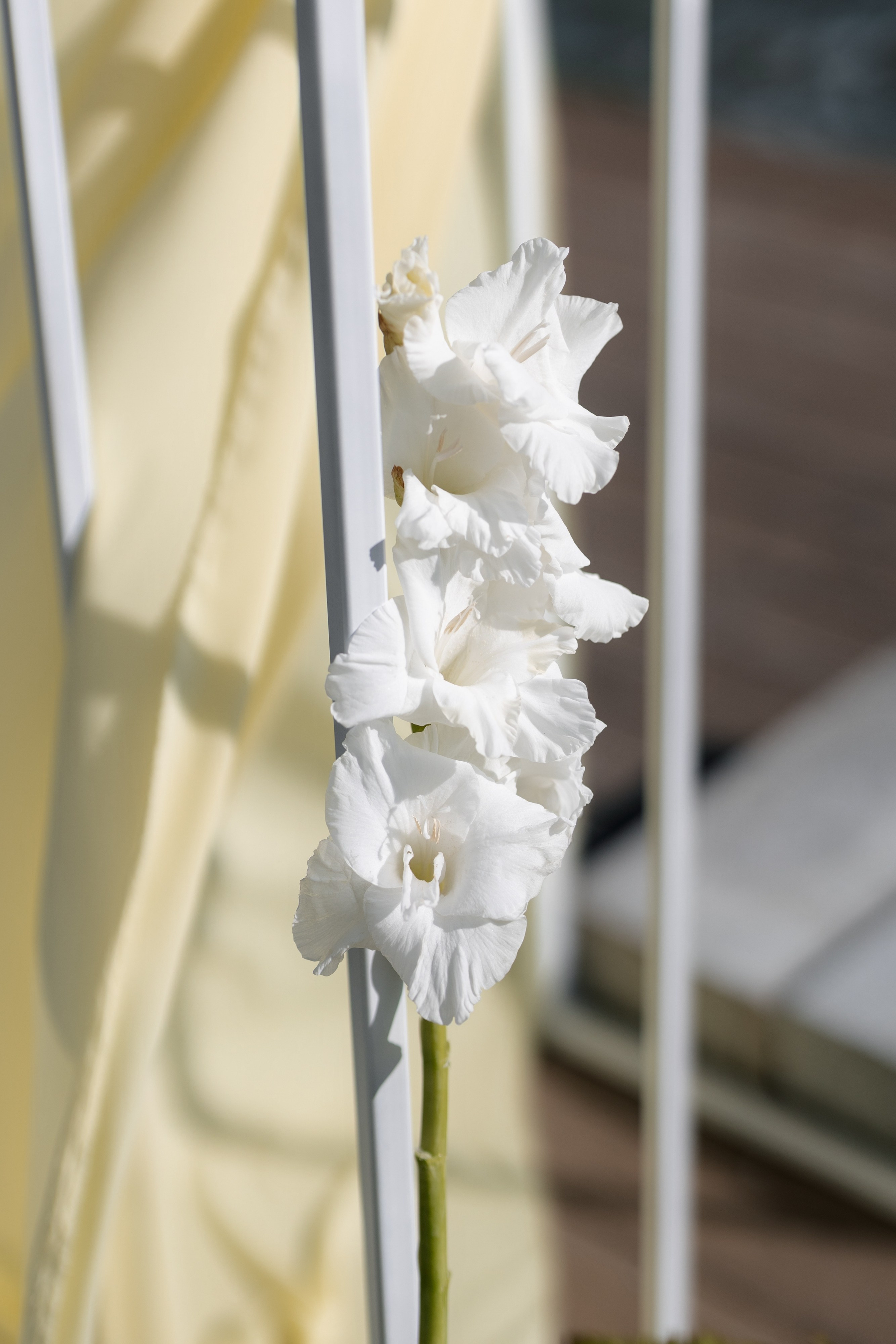 The Sun Александр & Любовь. Свадебный фотограф в Москве