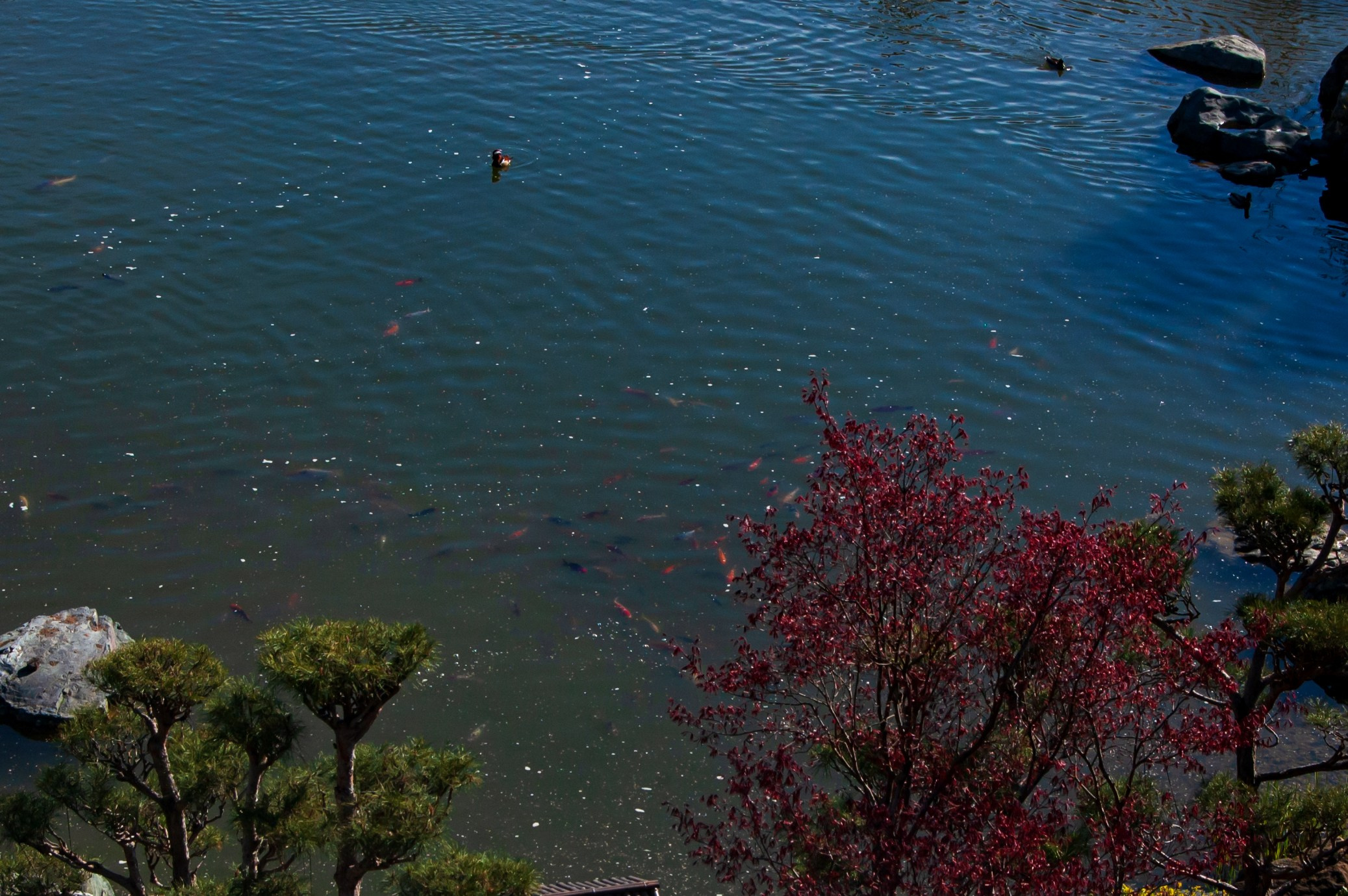 Фотосессия эстетики Японского сада в Краснодаре. Портретный фотограф в Краснодаре Слава Никитин