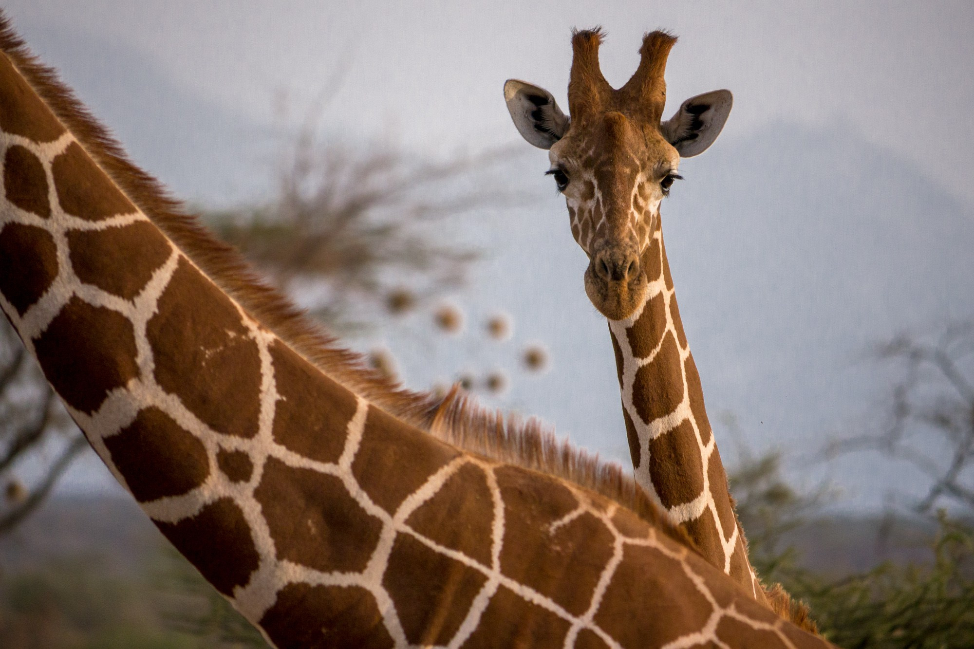 Африка. Кения. Фотосъёмка животных в африканской саванне. Фотограф Алексей Скоробогатько