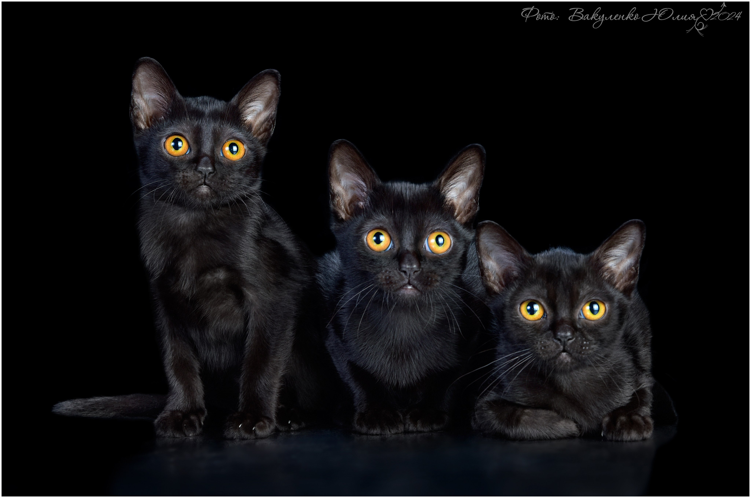 Котята. Фотограф анималист | семейный Юлия Вакуленко, г. Краснодар