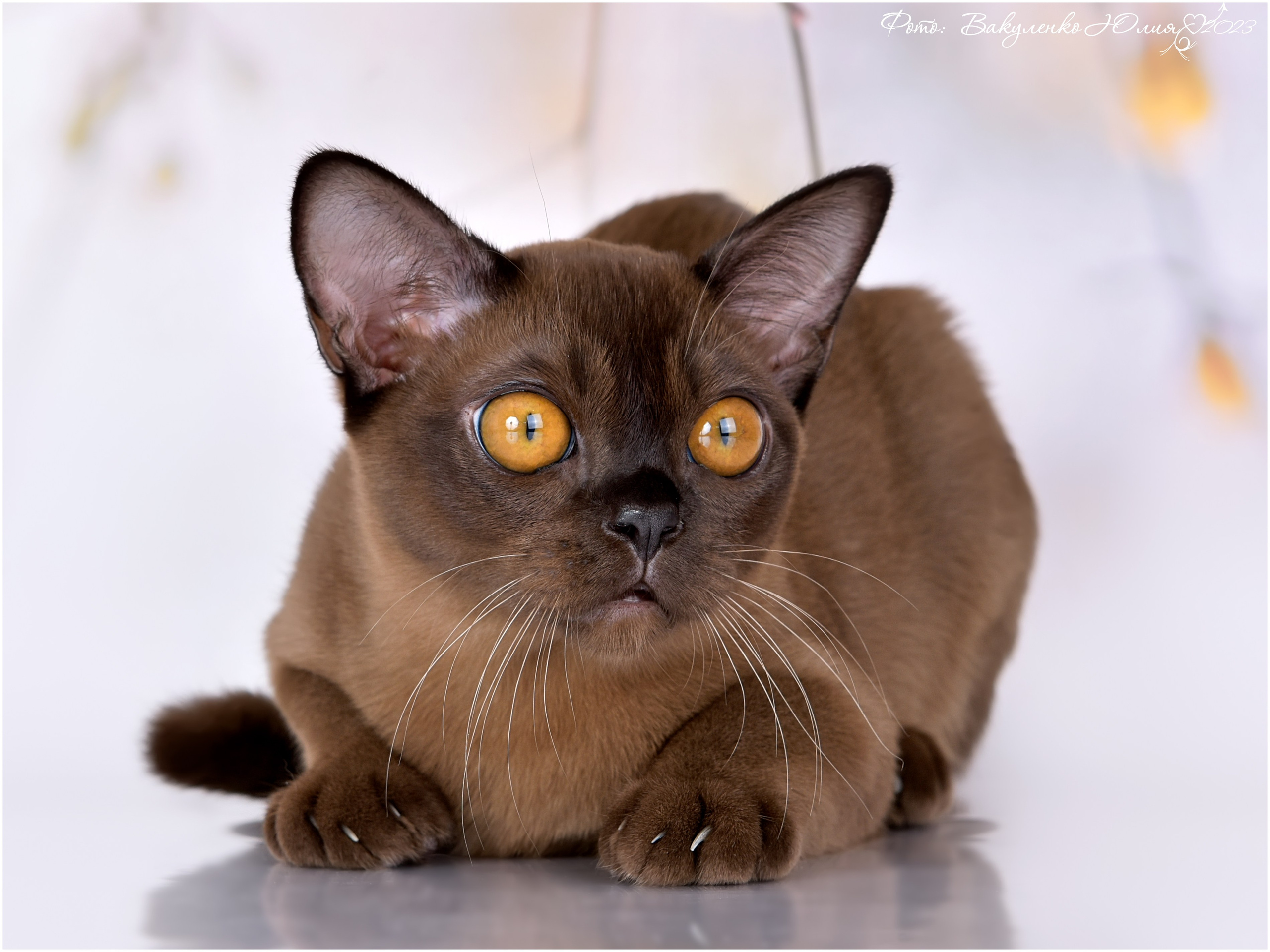 Котята. Фотограф анималист | семейный Юлия Вакуленко, г. Краснодар