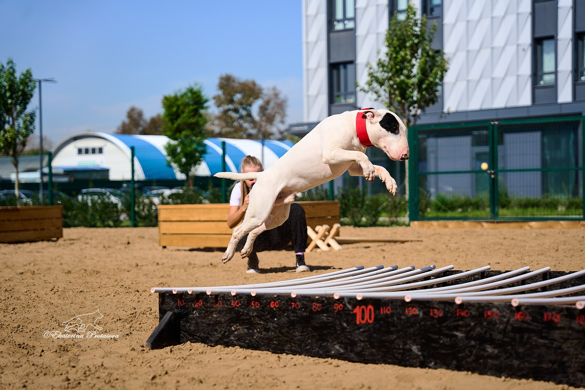 Питстафф многоборье. Фотограф-анималист в Иркутске