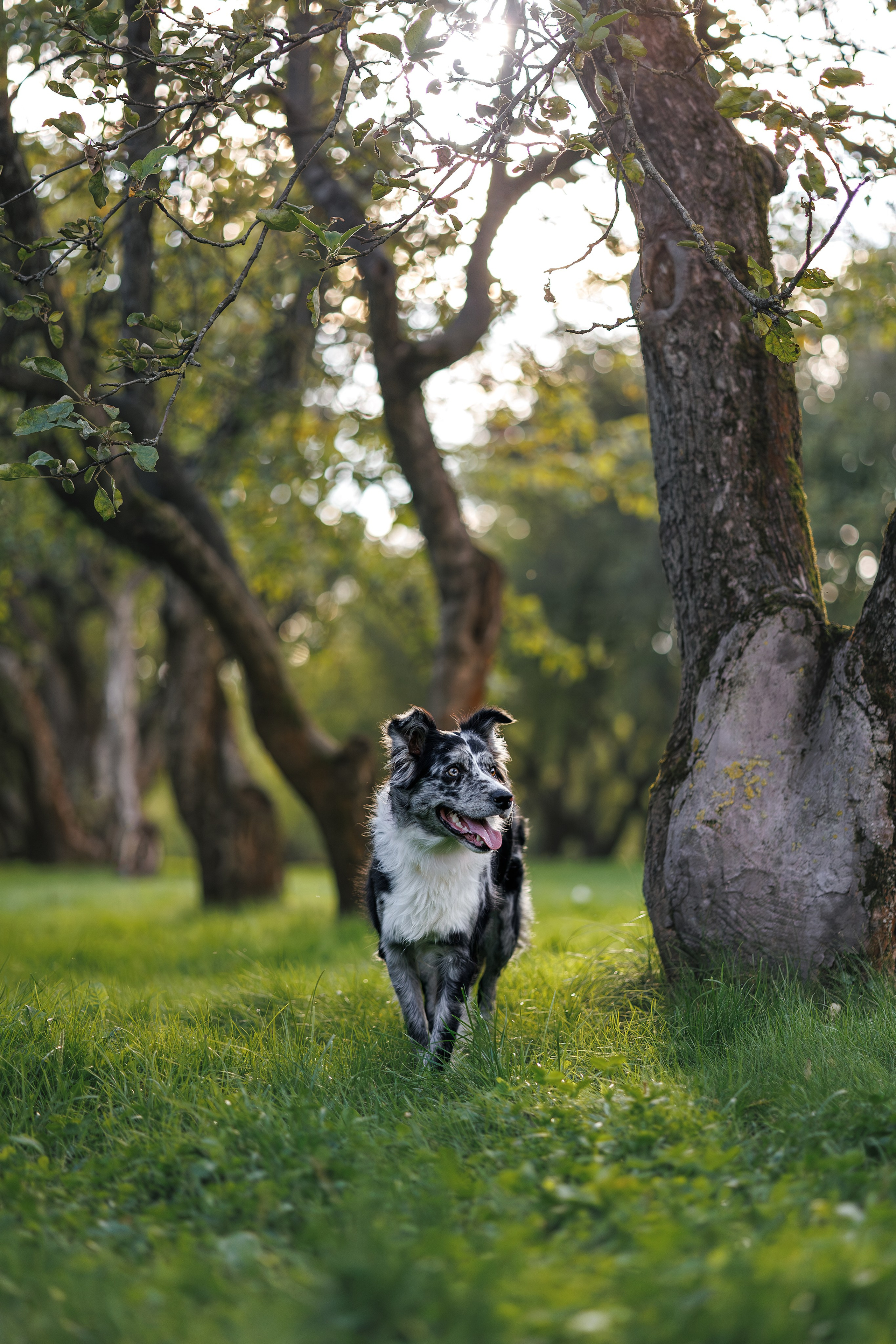 Бордер Колли. Фотограф Анималист в Москве Анастасия Жучкова