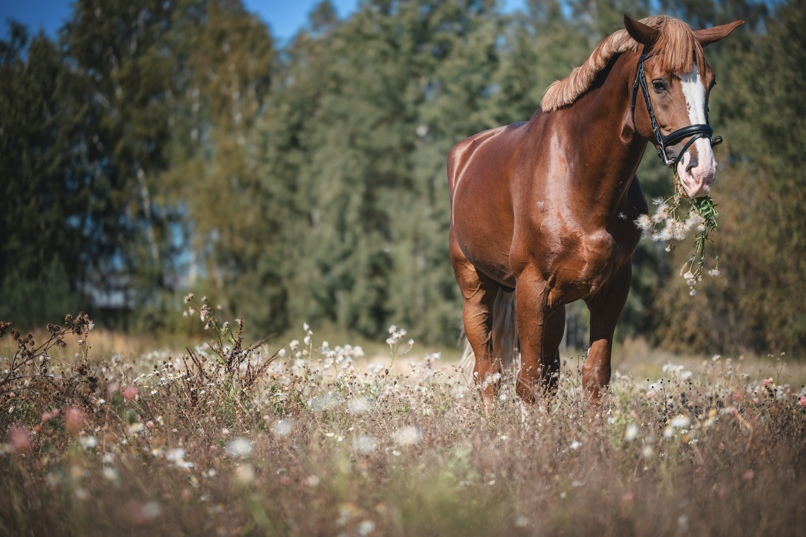 Виктория и Лео. Фотограф Анималист в Москве Анастасия Жучкова