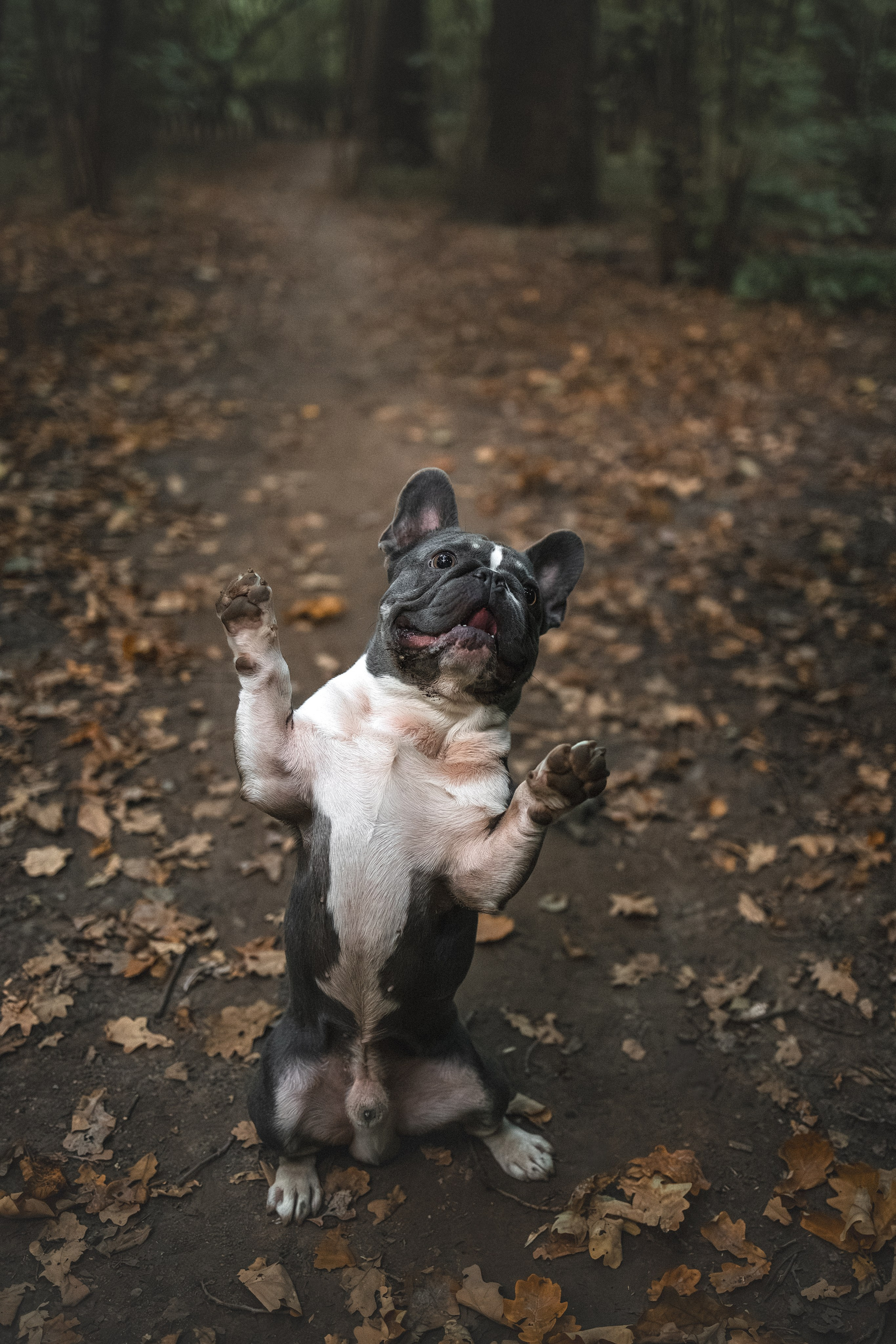 Французский Бульдог в Воронцовском парке (в обработке). Фотограф Анималист в Москве Анастасия Жучкова