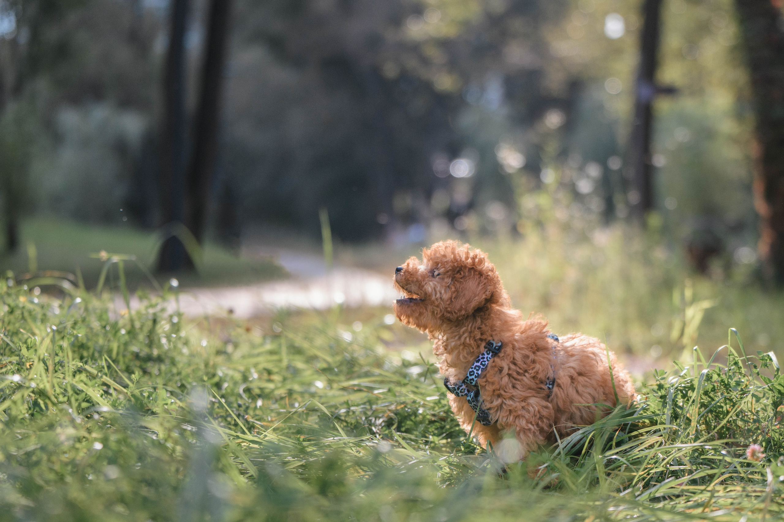 Щенок той-пуделя. Фотограф Анималист в Москве Анастасия Жучкова