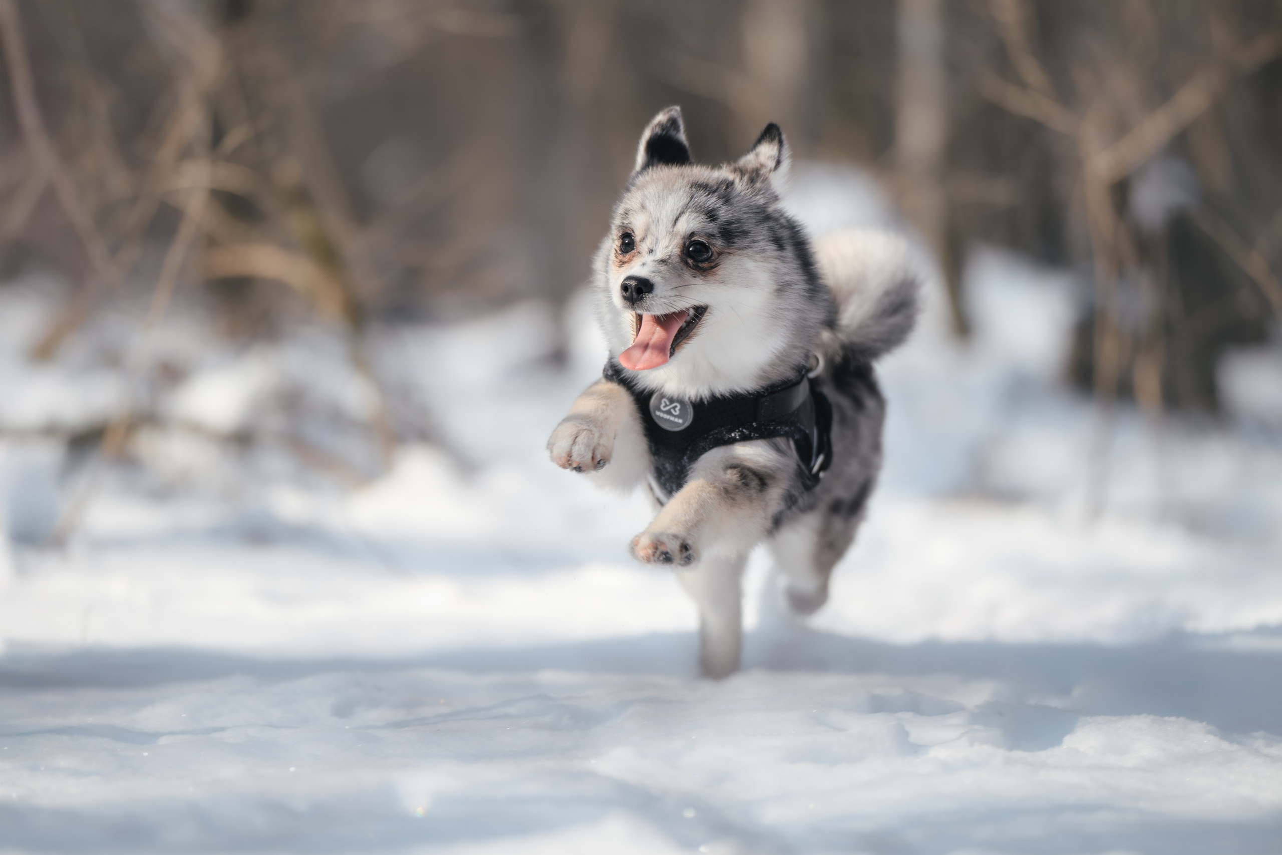 4 щенка помски. Прогулка в лесу. Фотограф Анималист в Москве Анастасия Жучкова