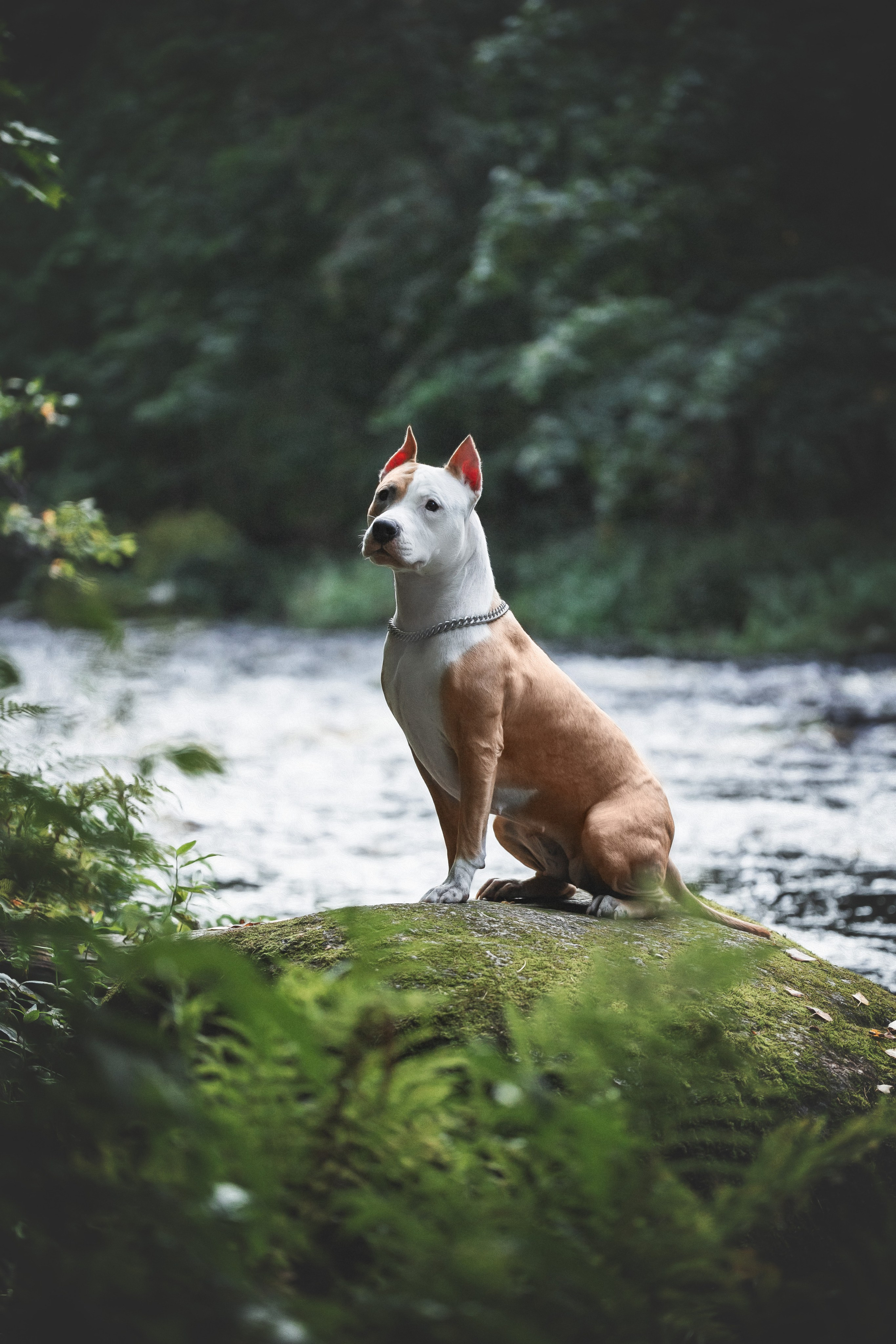 Фотопрогулки. Фотограф для людей и их питомцев Вика Шальнева