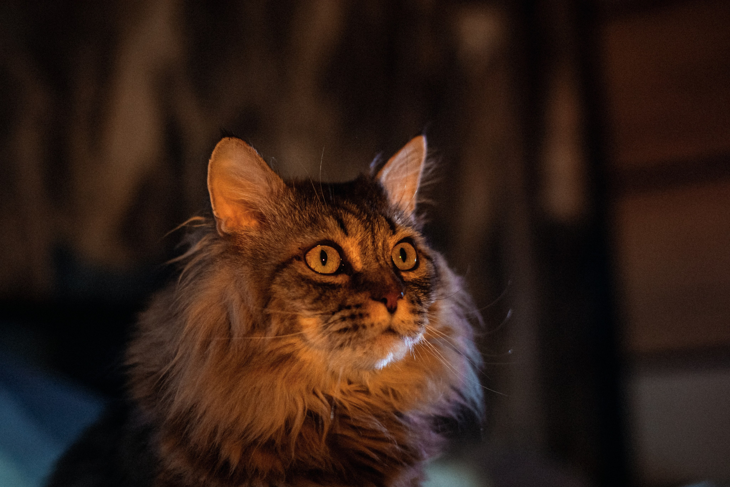 Домашняя фотосессия кота. Фотограф-анималист Татьяна Степанова