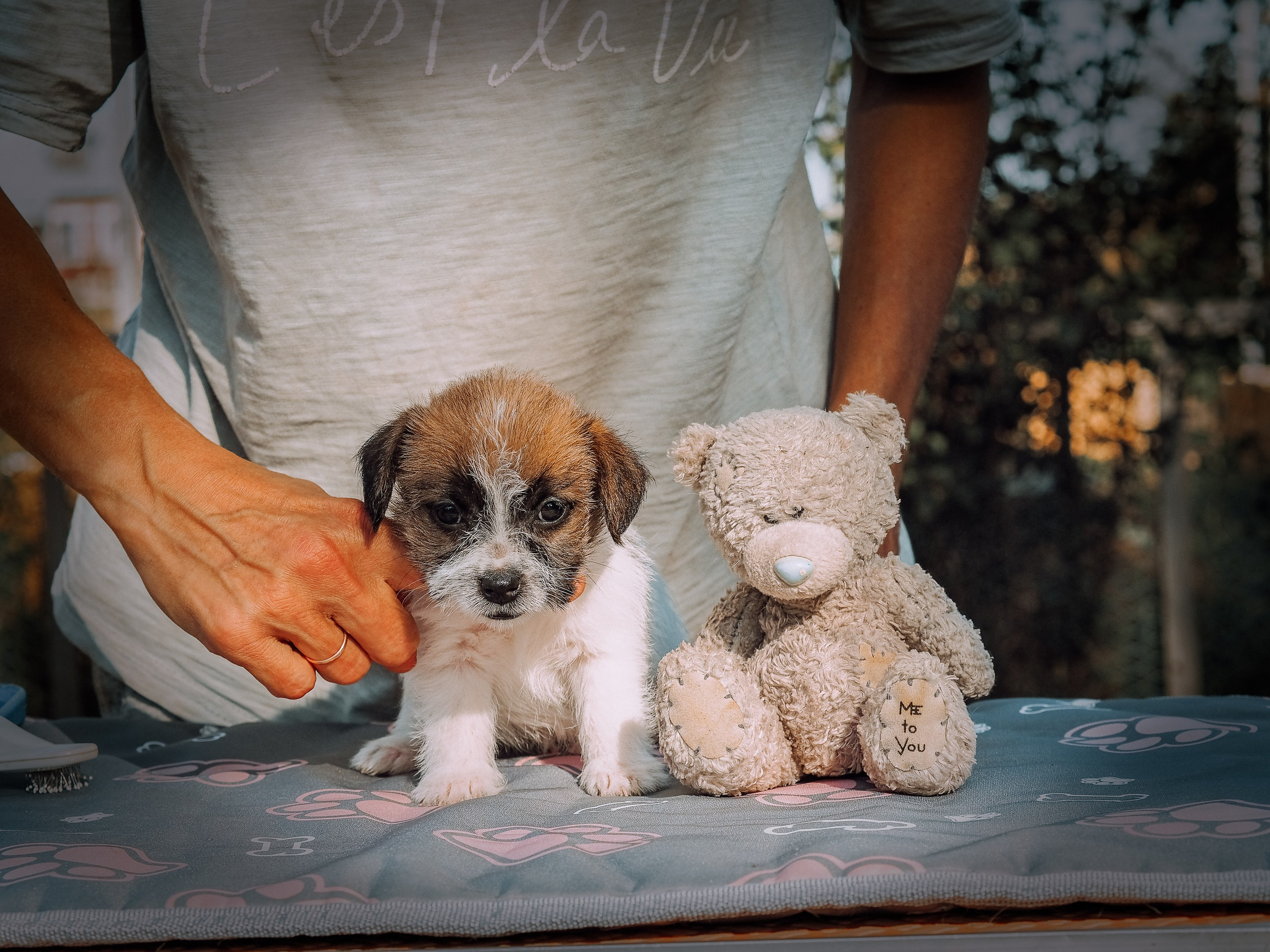 X_female_2_b-t. CANE MAESTRO — kennel Jack Russell Terrier