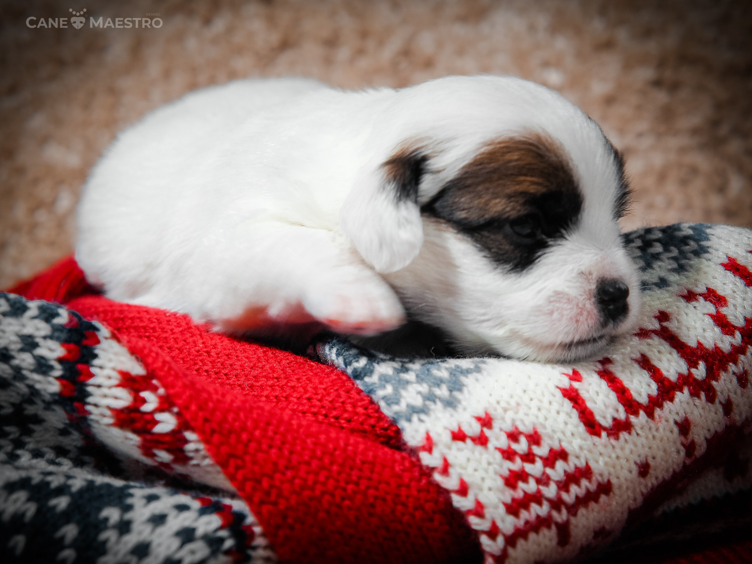 1КОБЛ_МОНОКЛЬ_Ц_ЛИТТЕР. CANE MAESTRO — kennel Jack Russell Terrier