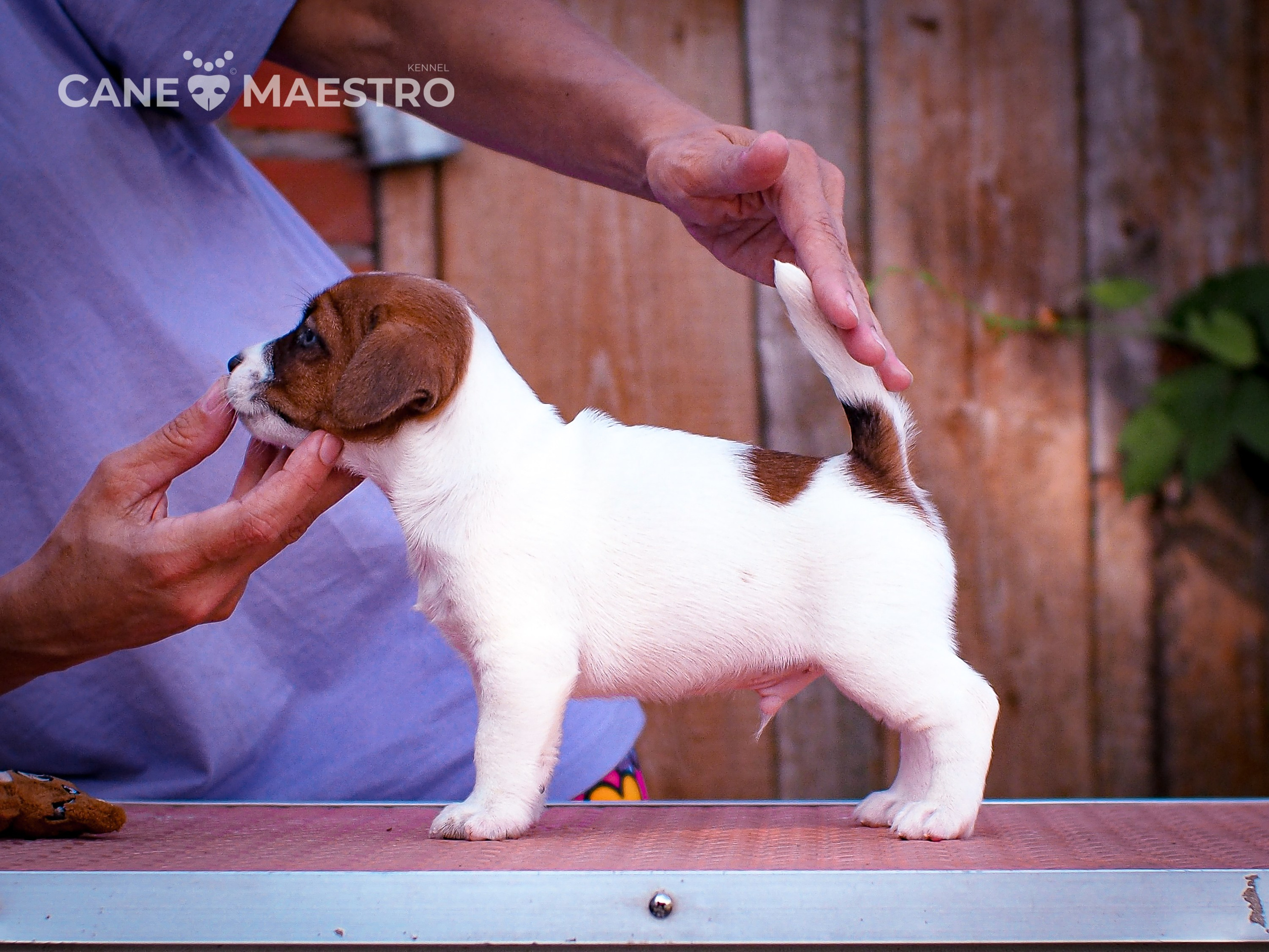 ЭМЕНТАЛЬ_КОБЕЛЬ. CANE MAESTRO — kennel Jack Russell Terrier