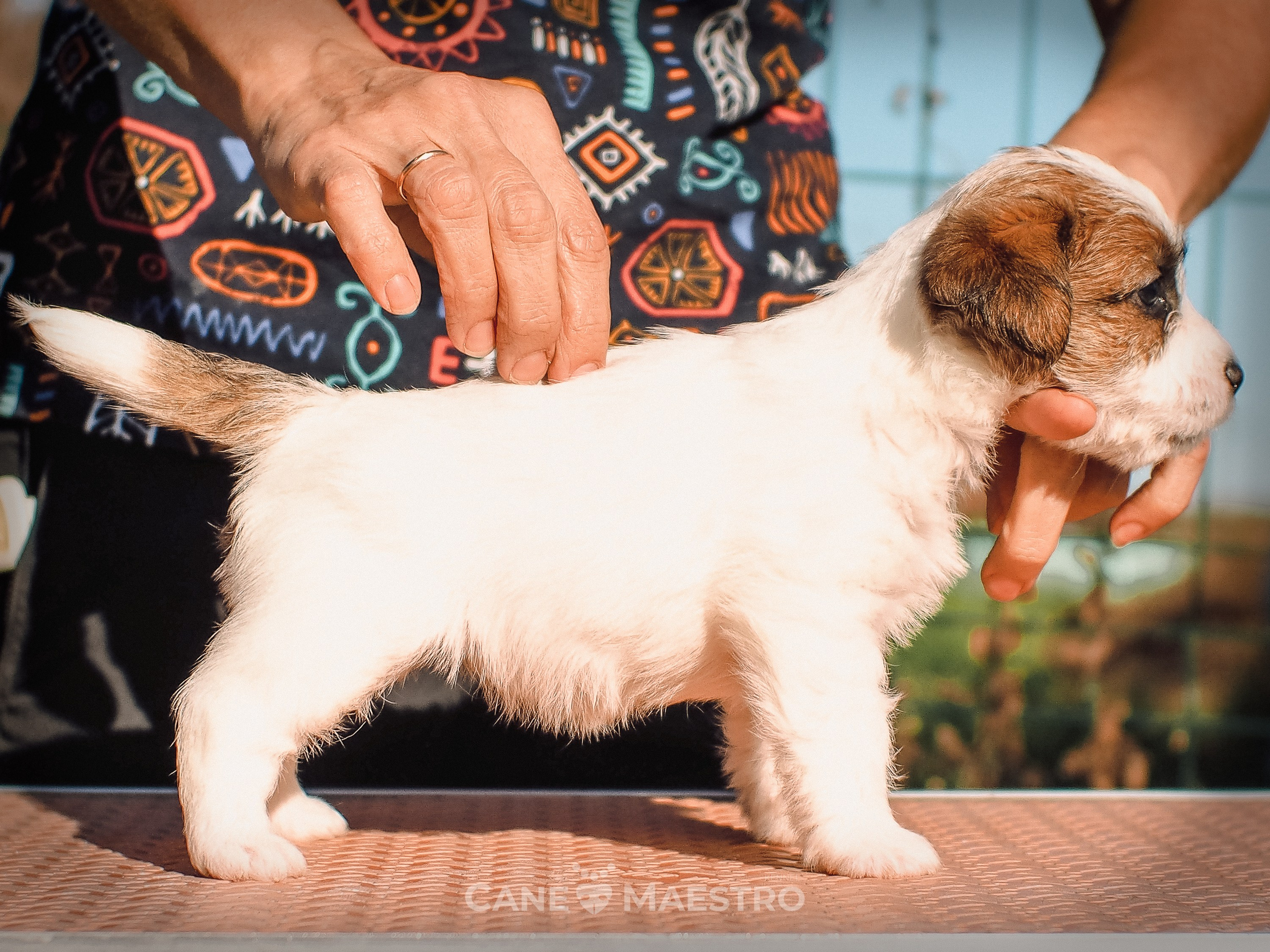 Сука2_БР_27_08_25. CANE MAESTRO — kennel Jack Russell Terrier