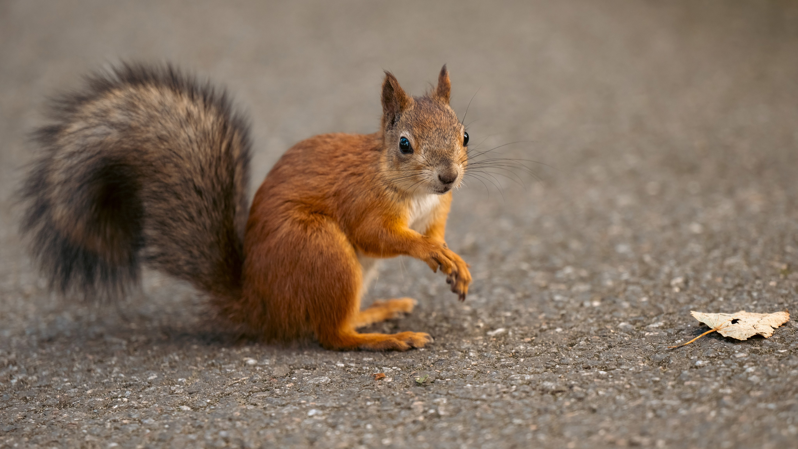 Разное. Фотограф в Санкт-Петербурге Станислав Михайлов