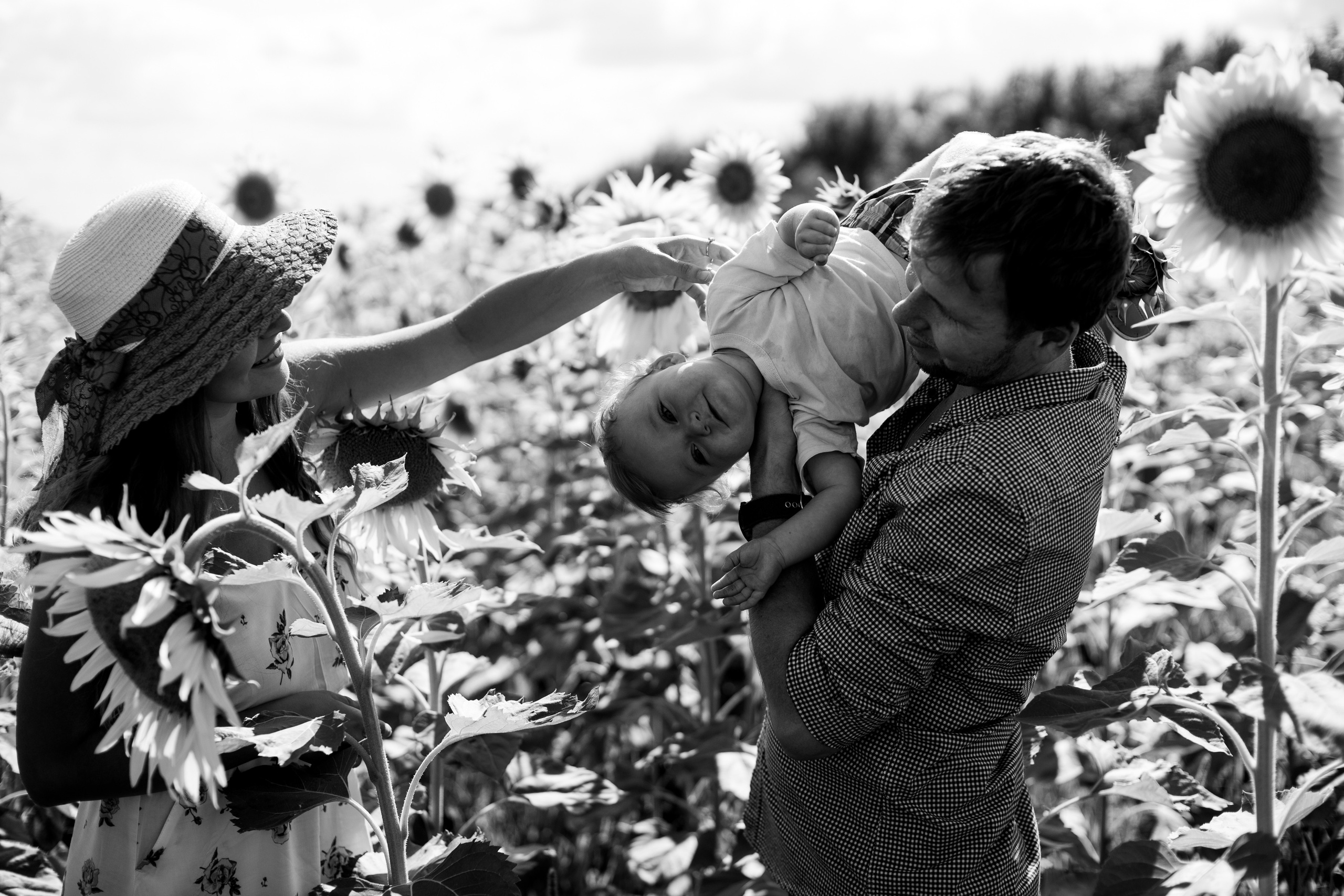 Семейная сьемка в подсолнухах. Ольга Плаксина фотограф в Саратове