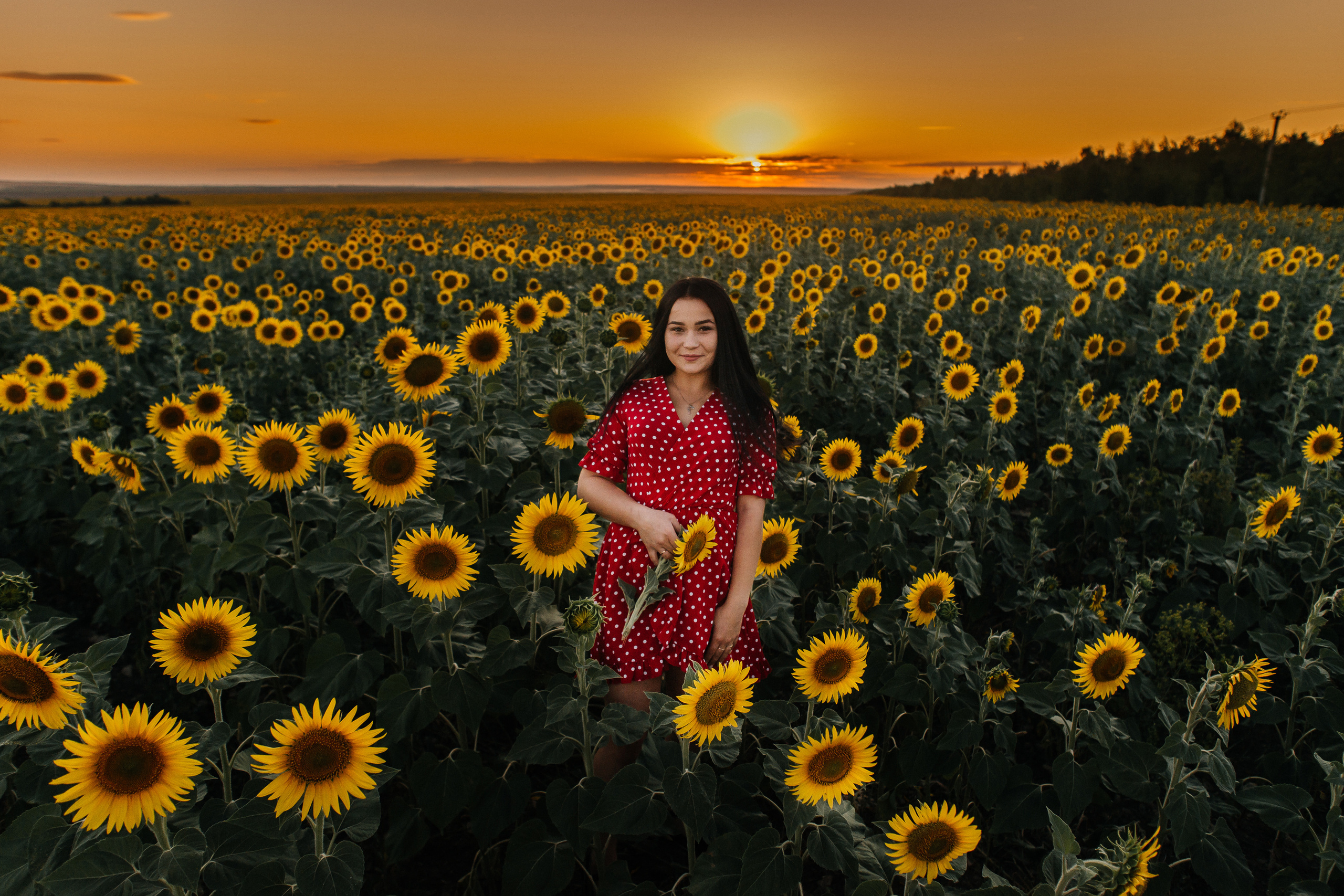 Полина в поле подсолнухов. Ольга Плаксина фотограф в Саратове