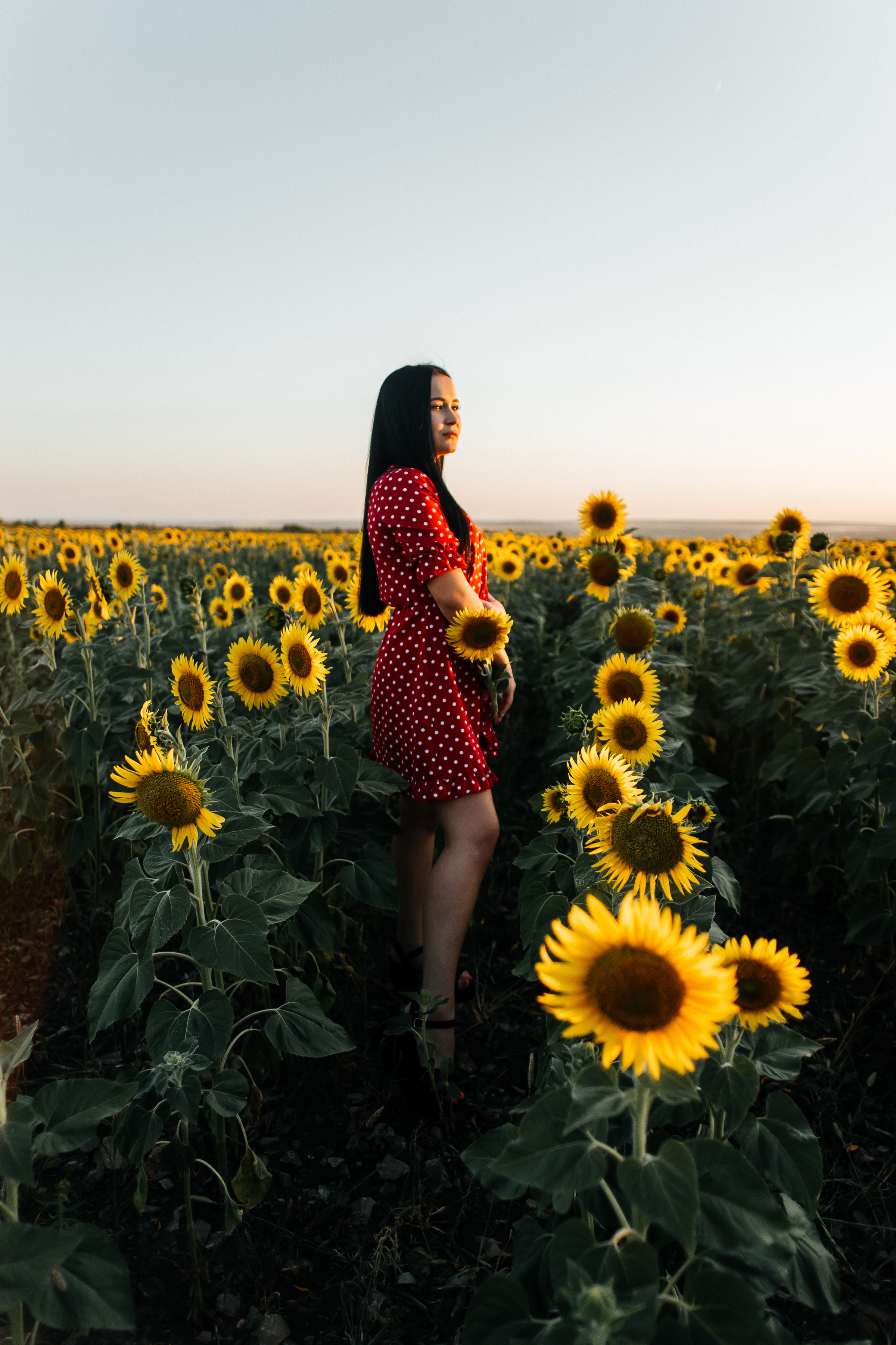 Полина в поле подсолнухов. Ольга Плаксина фотограф в Саратове