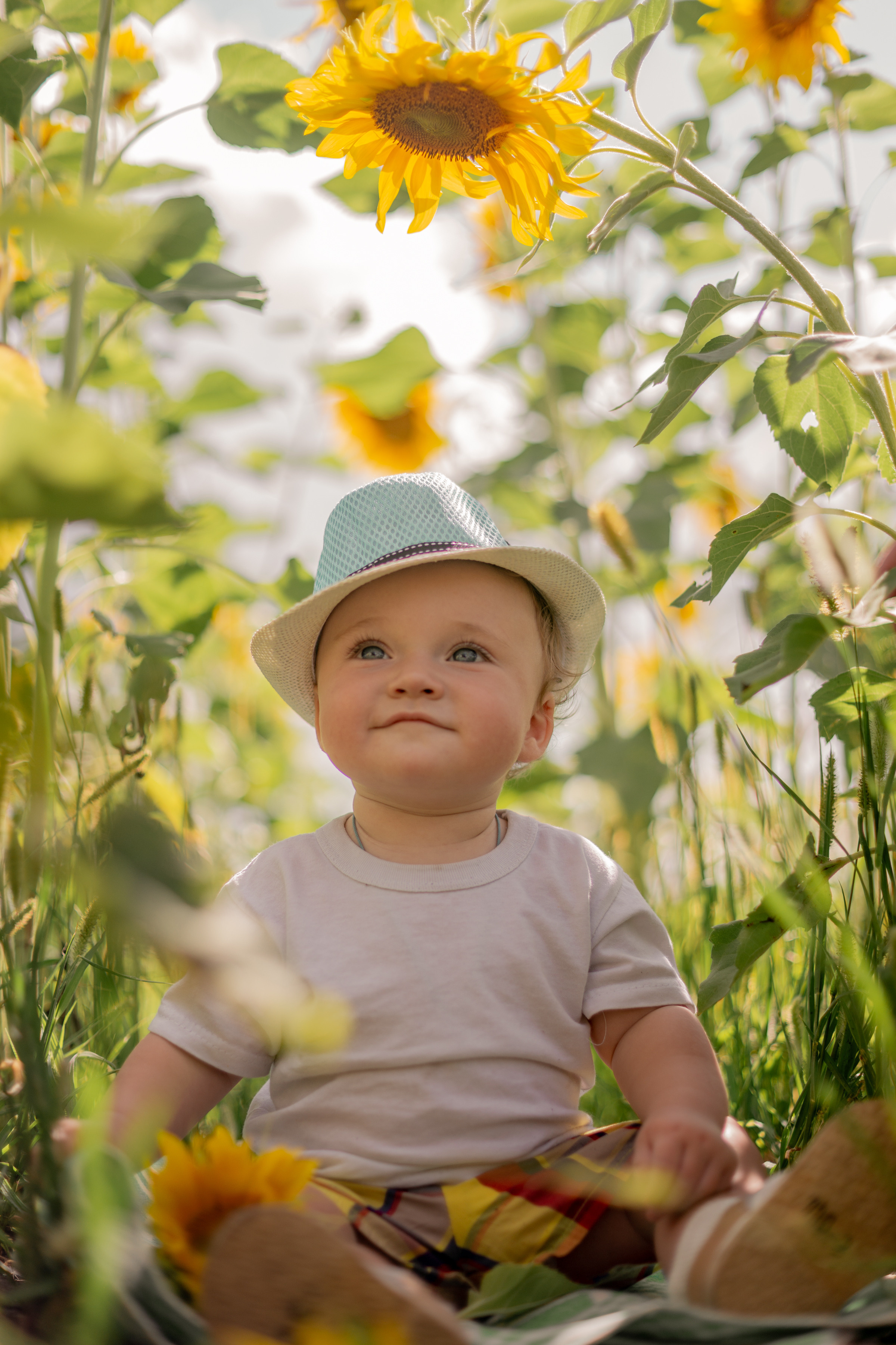 Семейная сьемка в подсолнухах. Ольга Плаксина фотограф в Саратове