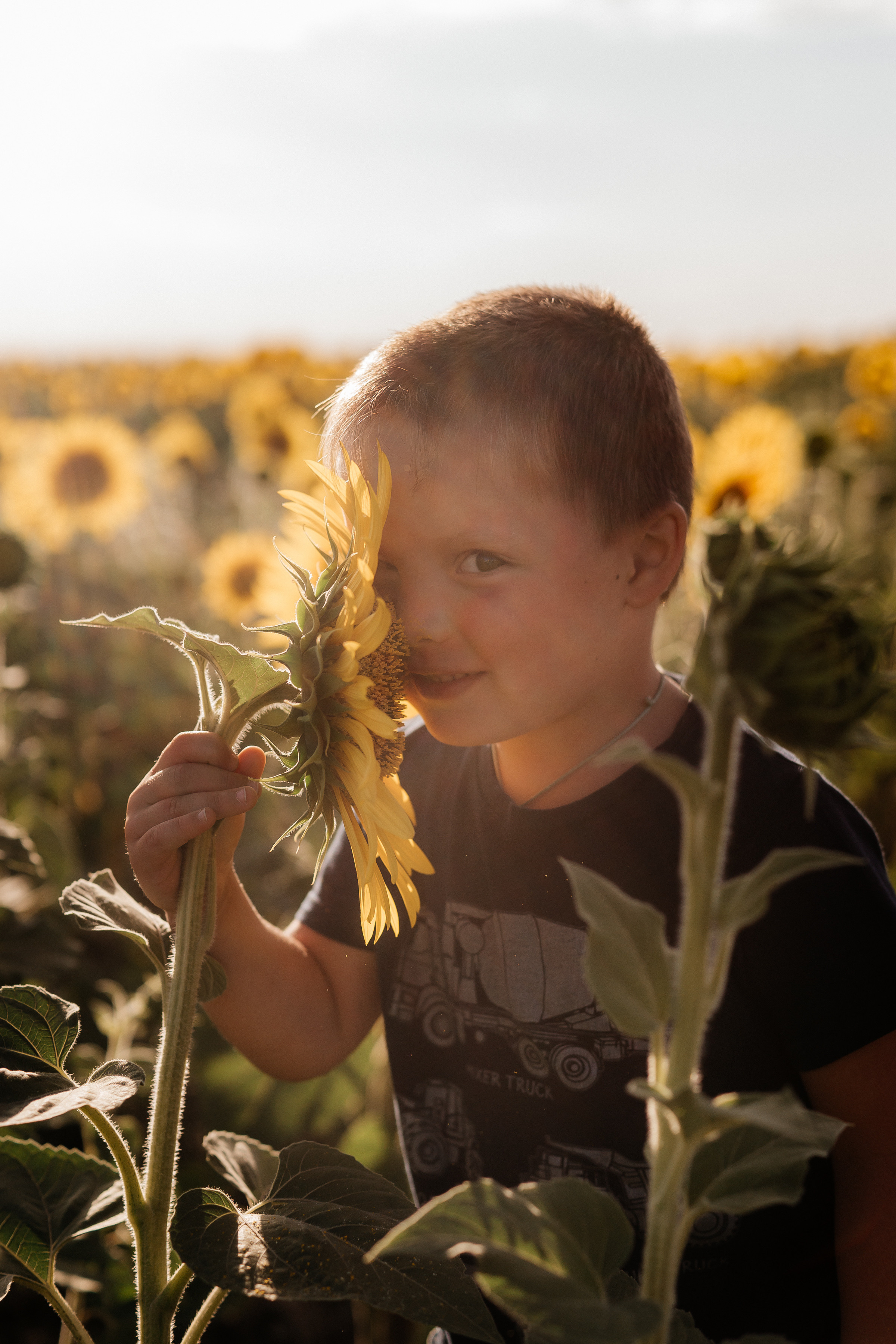 Семья ежовых в подсолнухах. Ольга Плаксина фотограф в Саратове