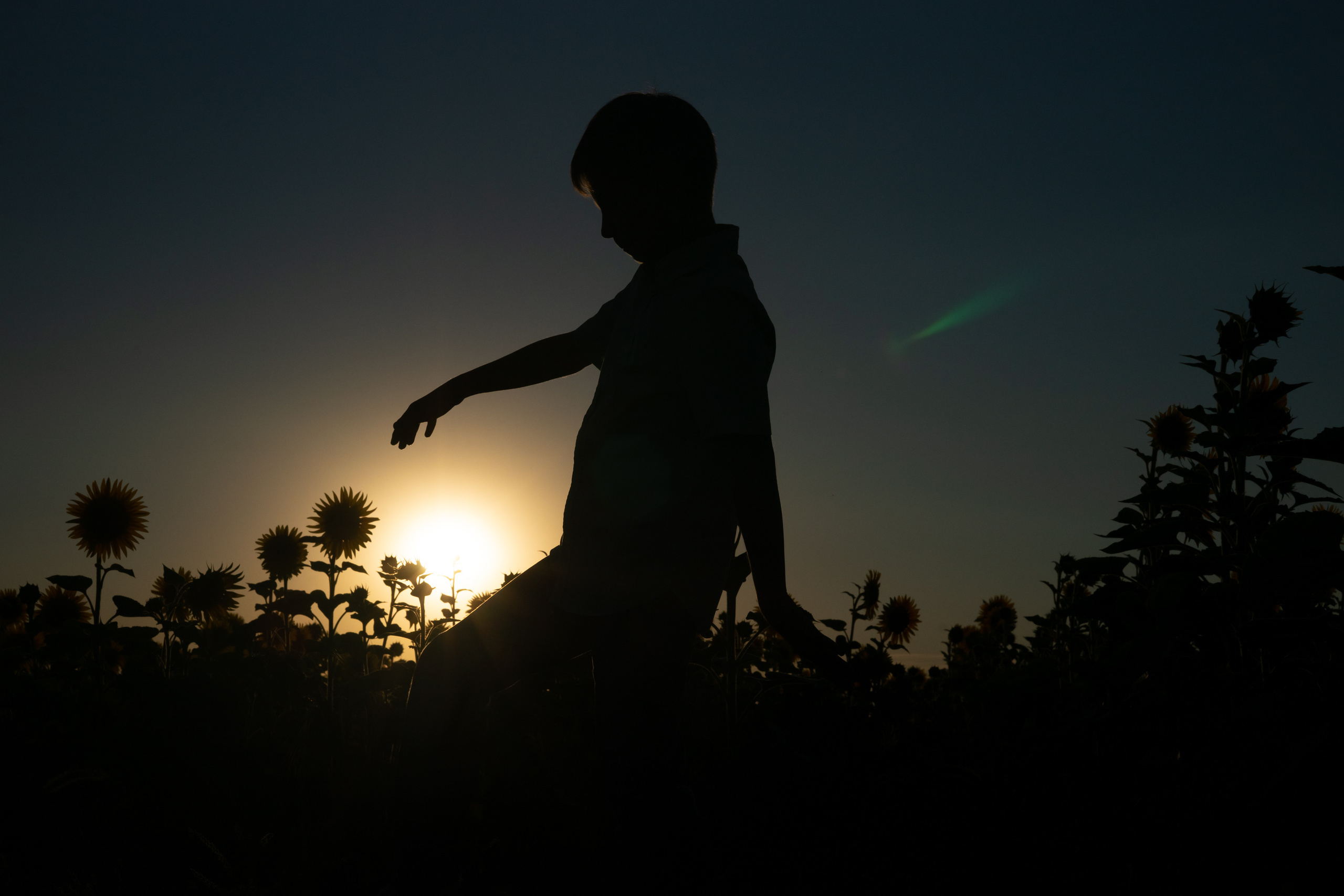 Ксения с сыном в подсолнухах. Ольга Плаксина фотограф в Саратове