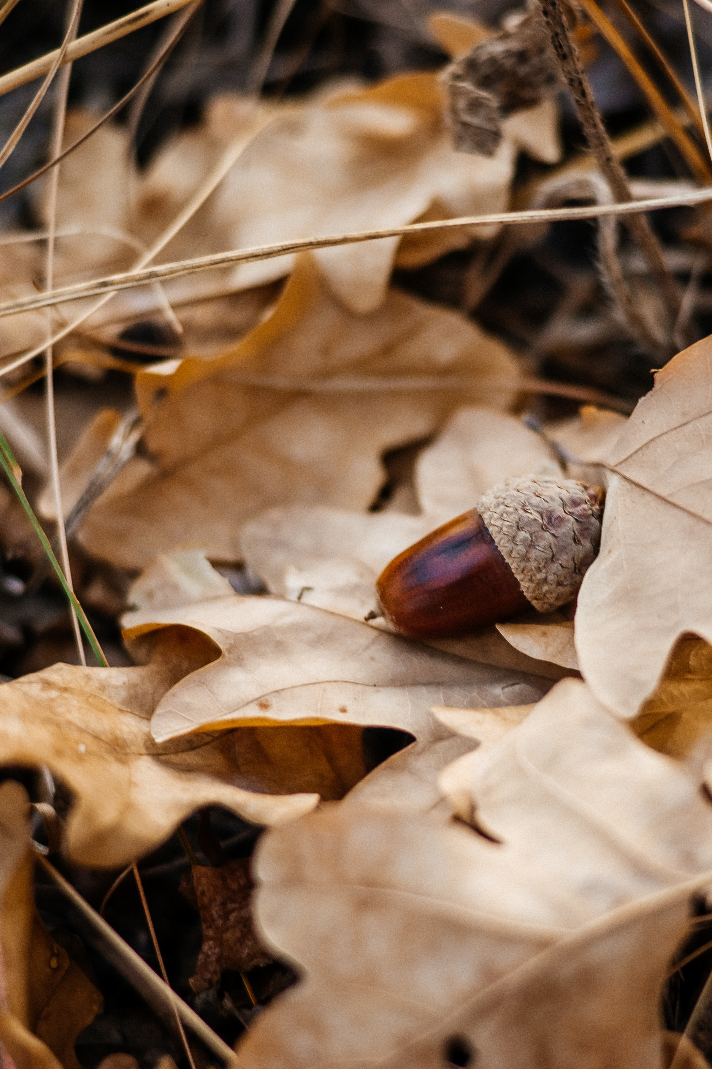 Семья Ореховых осенняя прогулка. Ольга Плаксина фотограф в Саратове